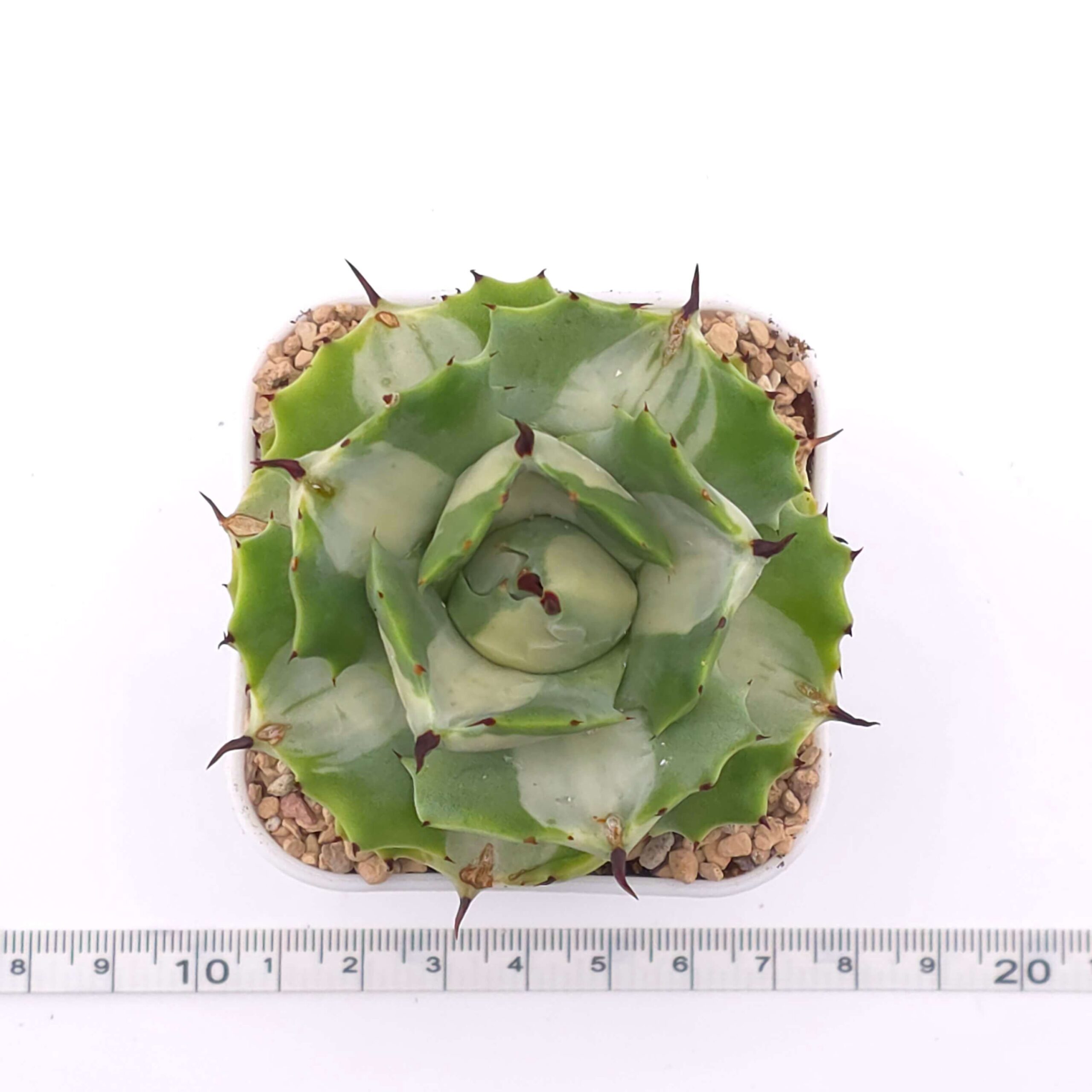 Agave potatorum variegated | 雷神 / 棱葉龍舌蘭 thumbnail 2