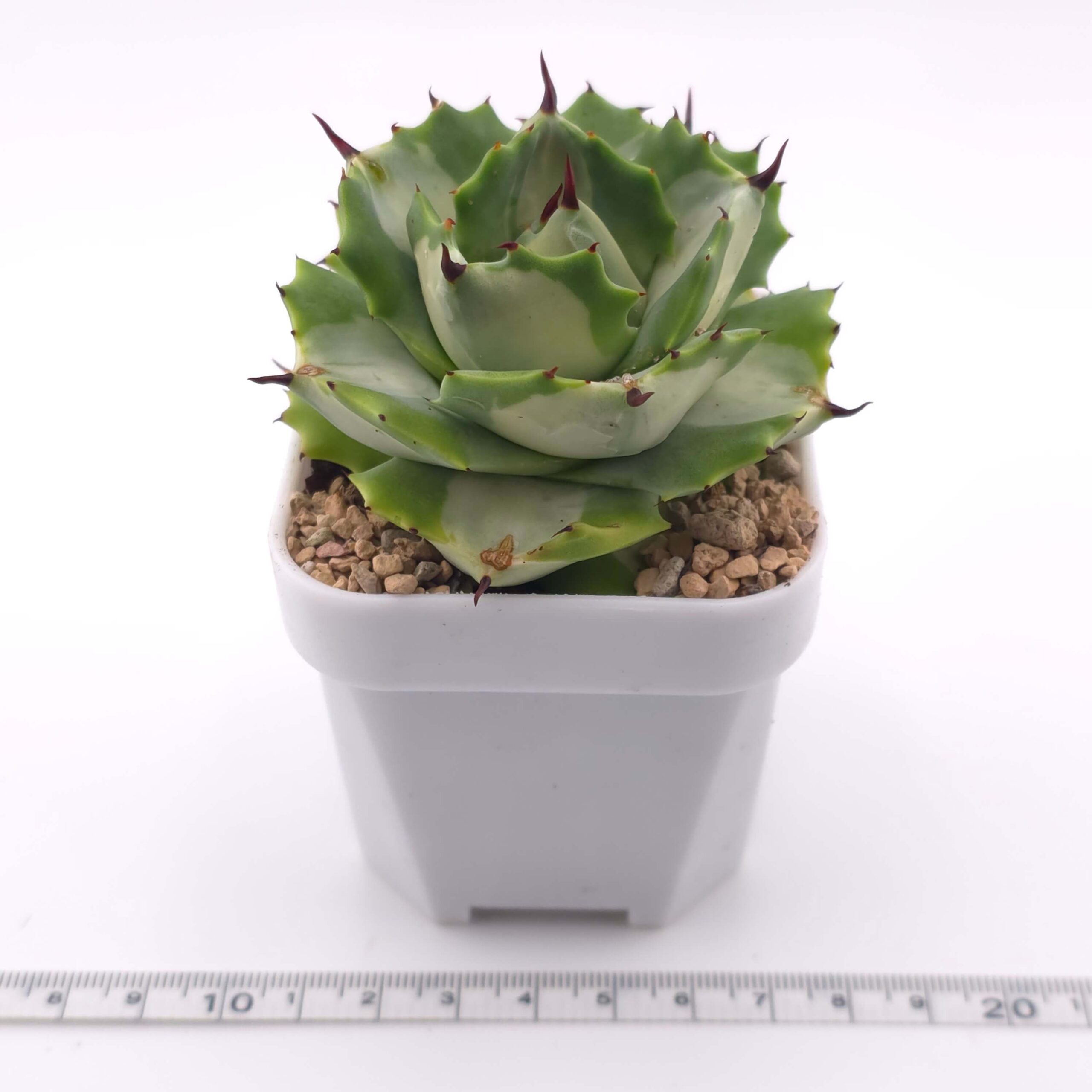 Agave potatorum variegated | 雷神 / 棱葉龍舌蘭 thumbnail 4