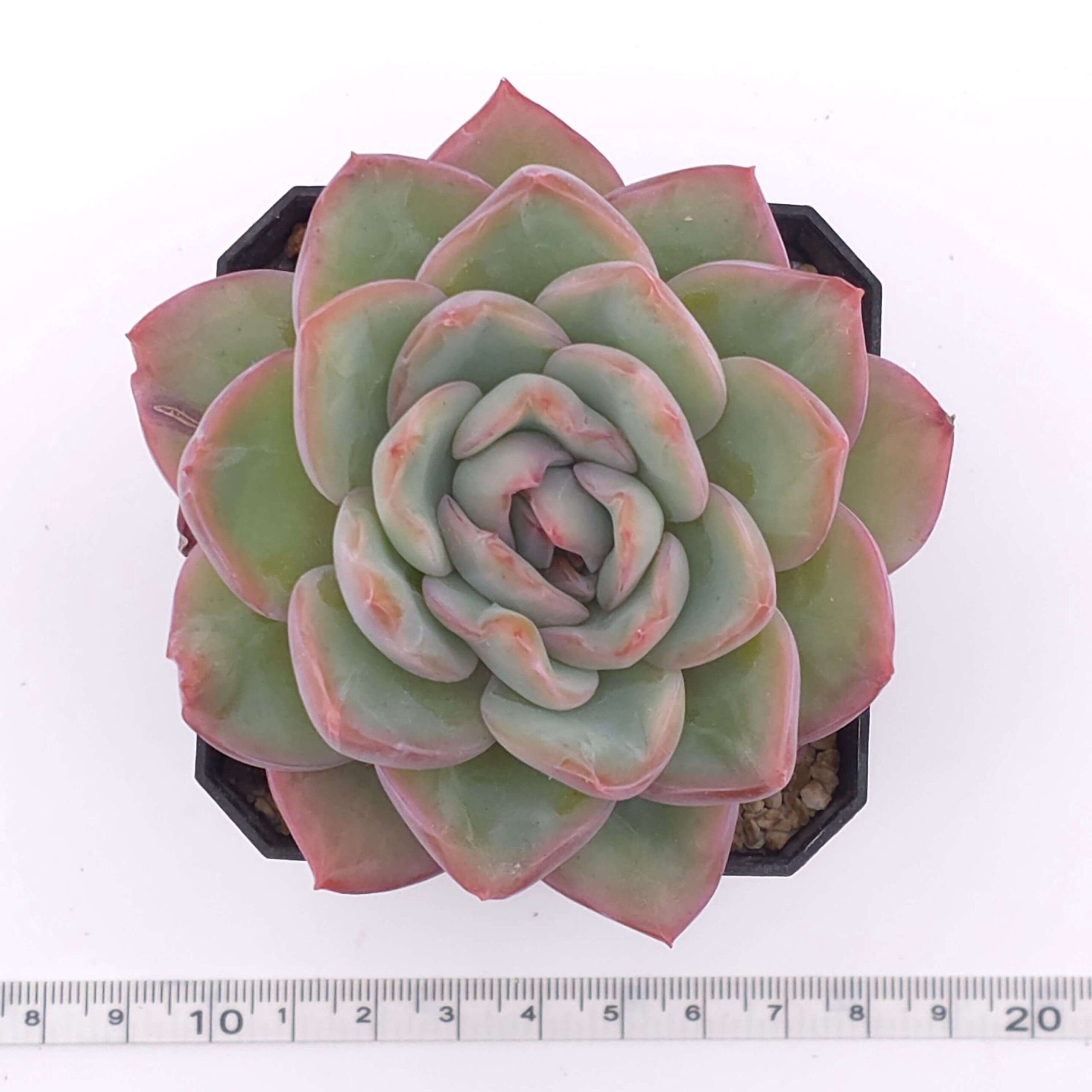 Echeveria 'Amabeier' / 'Amabile' | 油泡芙 thumbnail 2