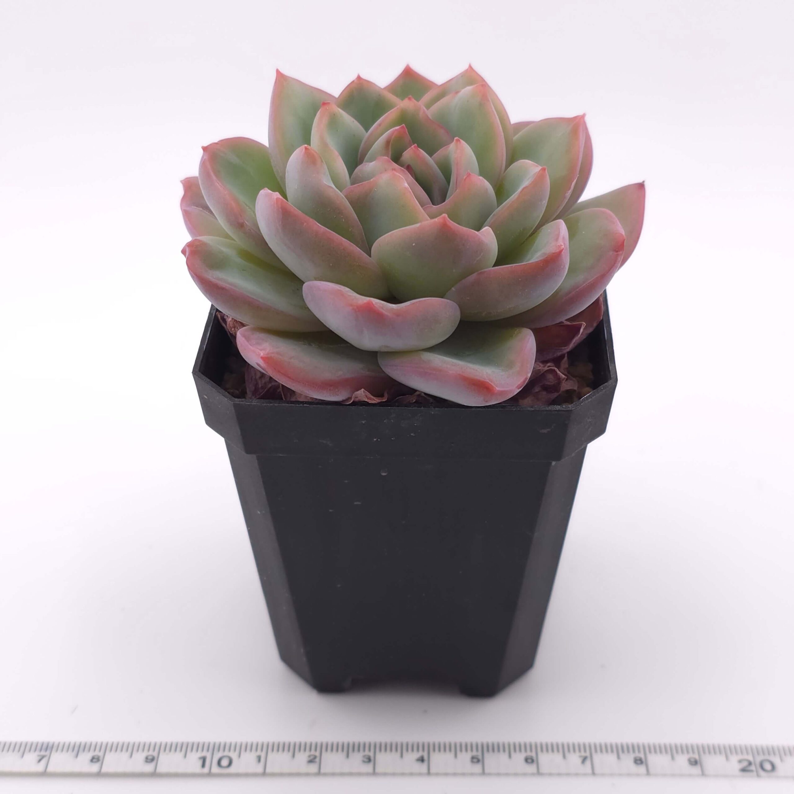 Echeveria 'Amabeier' / 'Amabile' | 油泡芙 thumbnail 4