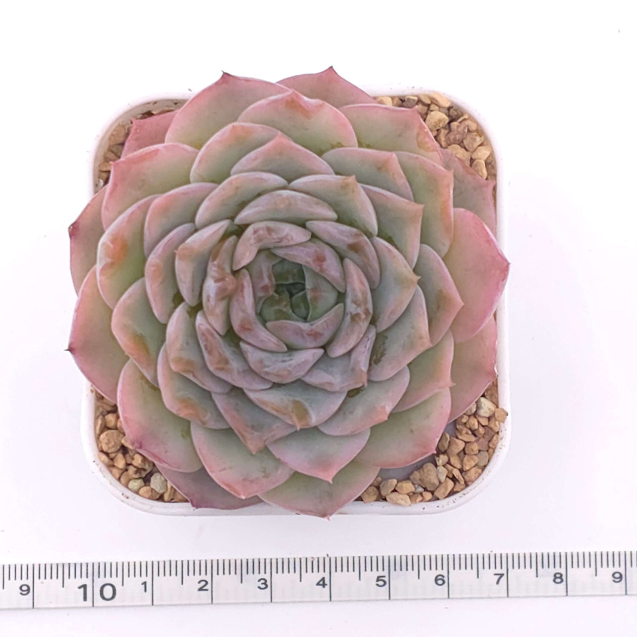 Echeveria 'Amazing Grace' | 恩寵 thumbnail 2