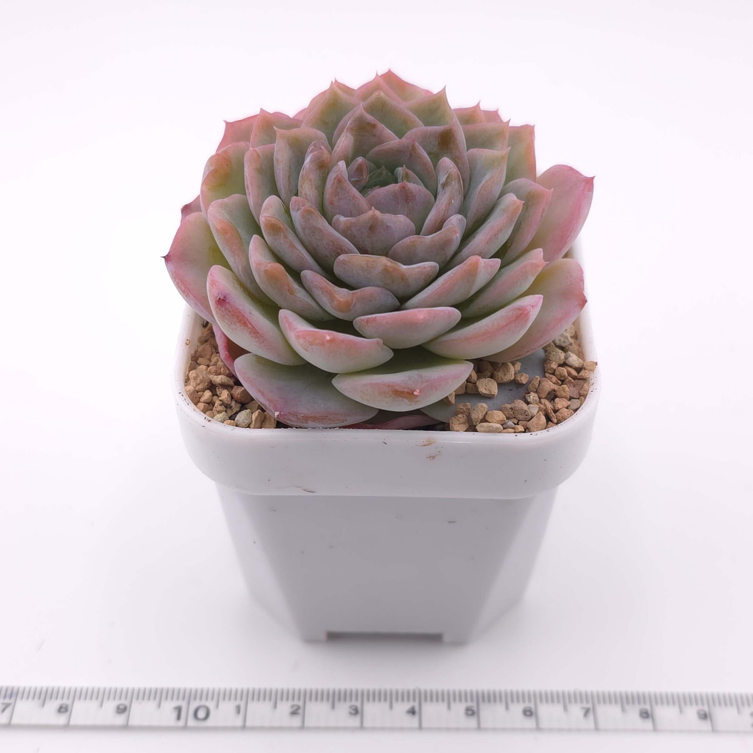 Echeveria 'Amazing Grace' | 恩寵 thumbnail 4