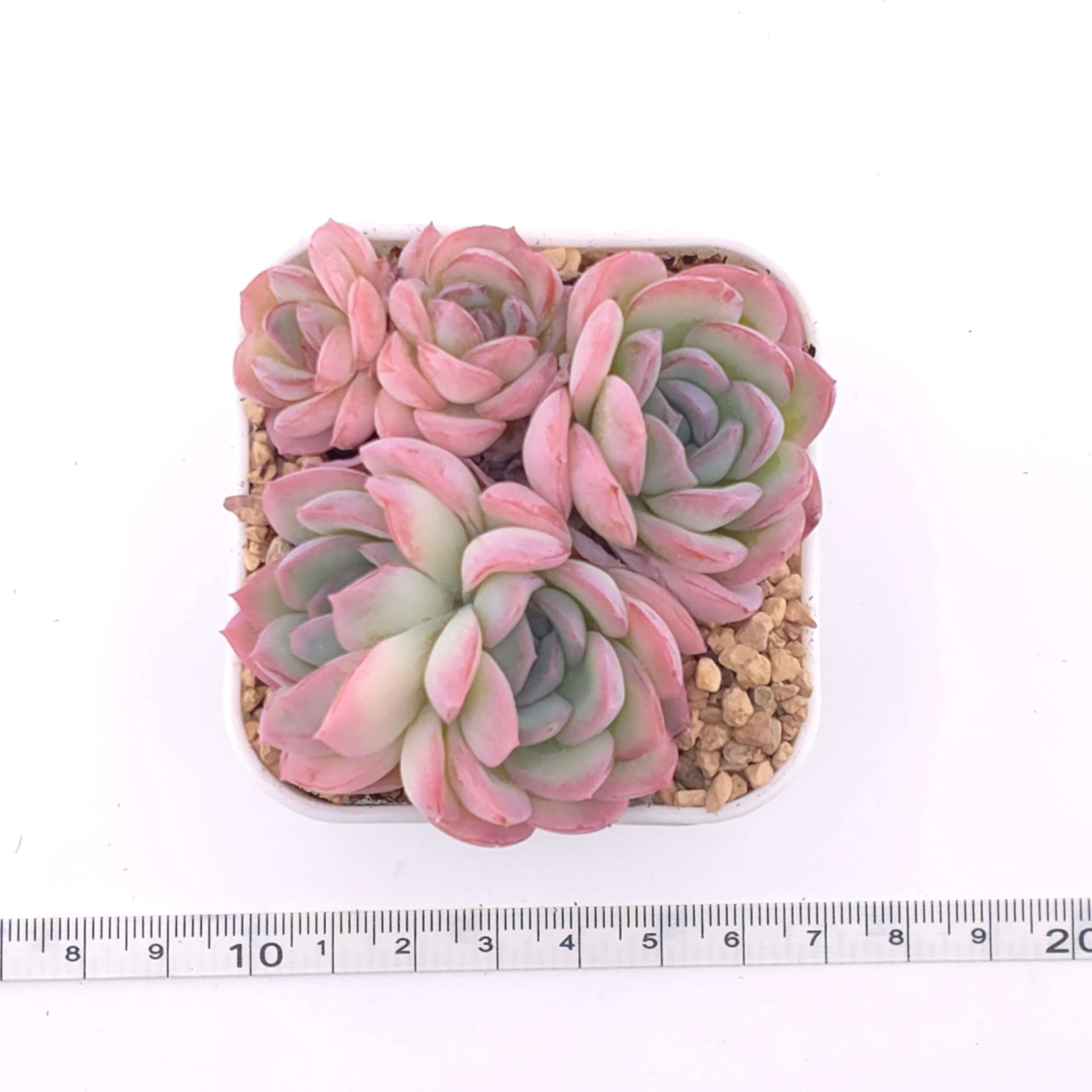 Echeveria 'Cherry Blossom' | 櫻桃花 thumbnail 2