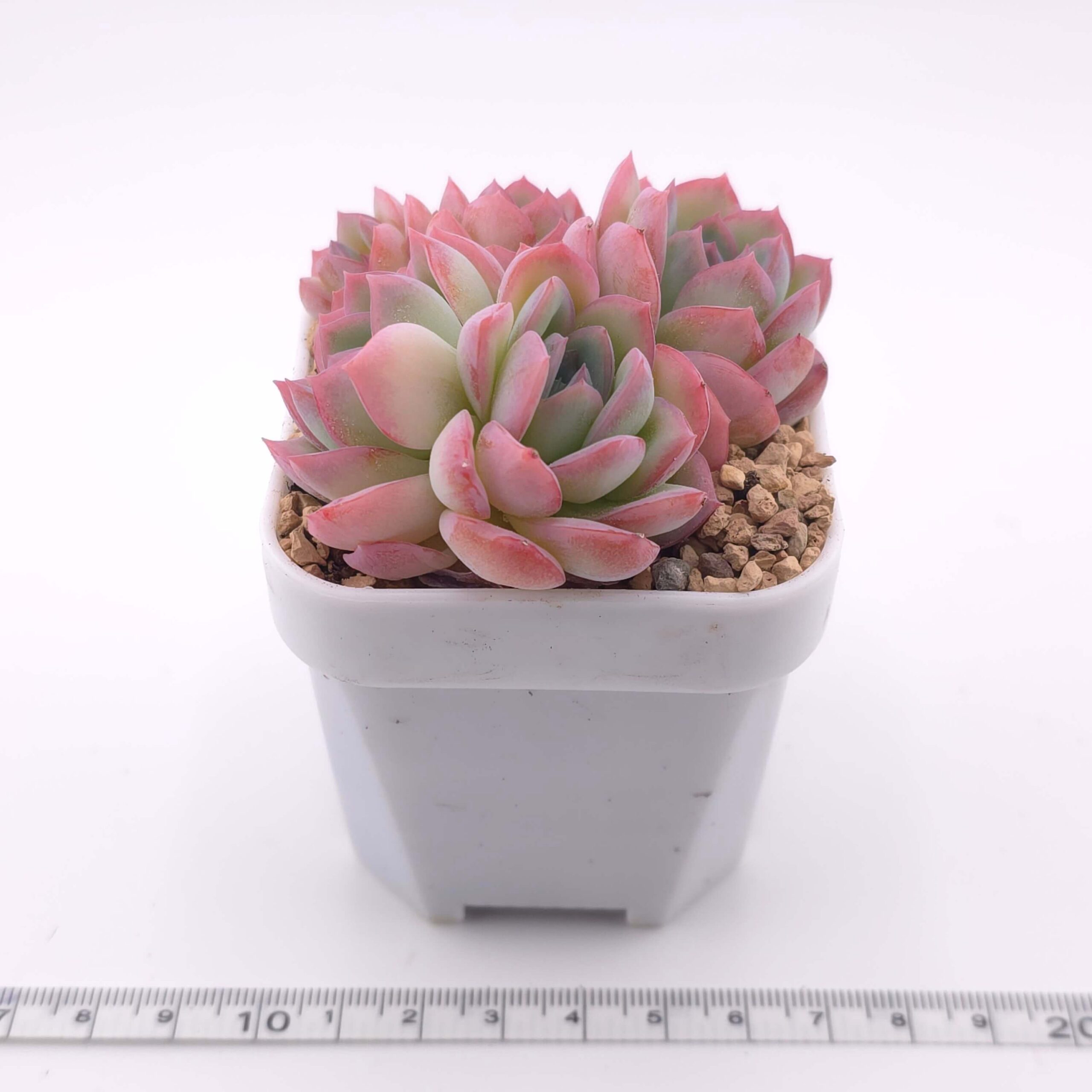Echeveria 'Cherry Blossom' | 櫻桃花 thumbnail 4