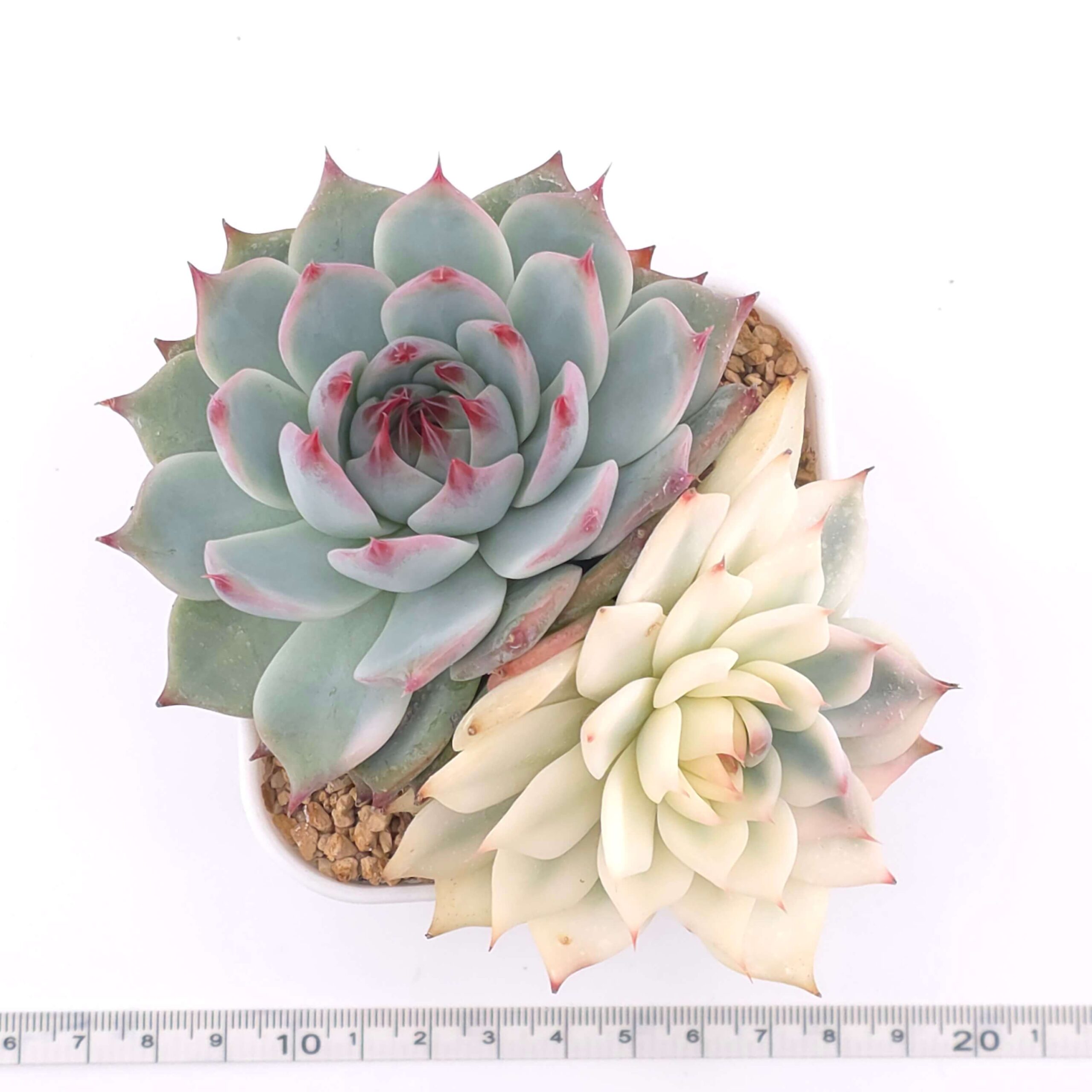 Echeveria chihuahuaensis variegated | 吉娃娃錦 thumbnail 2