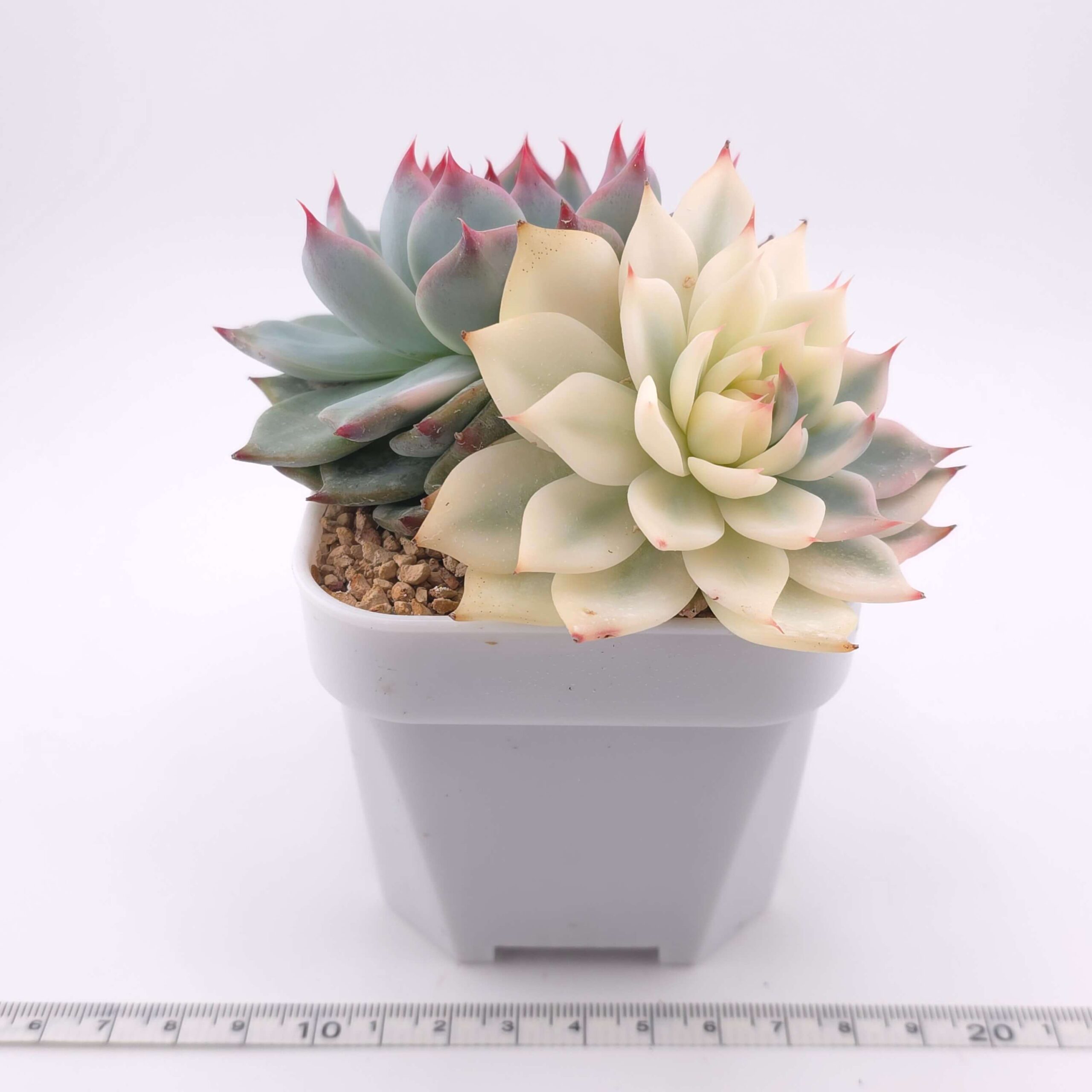 Echeveria chihuahuaensis variegated | 吉娃娃錦 thumbnail 4