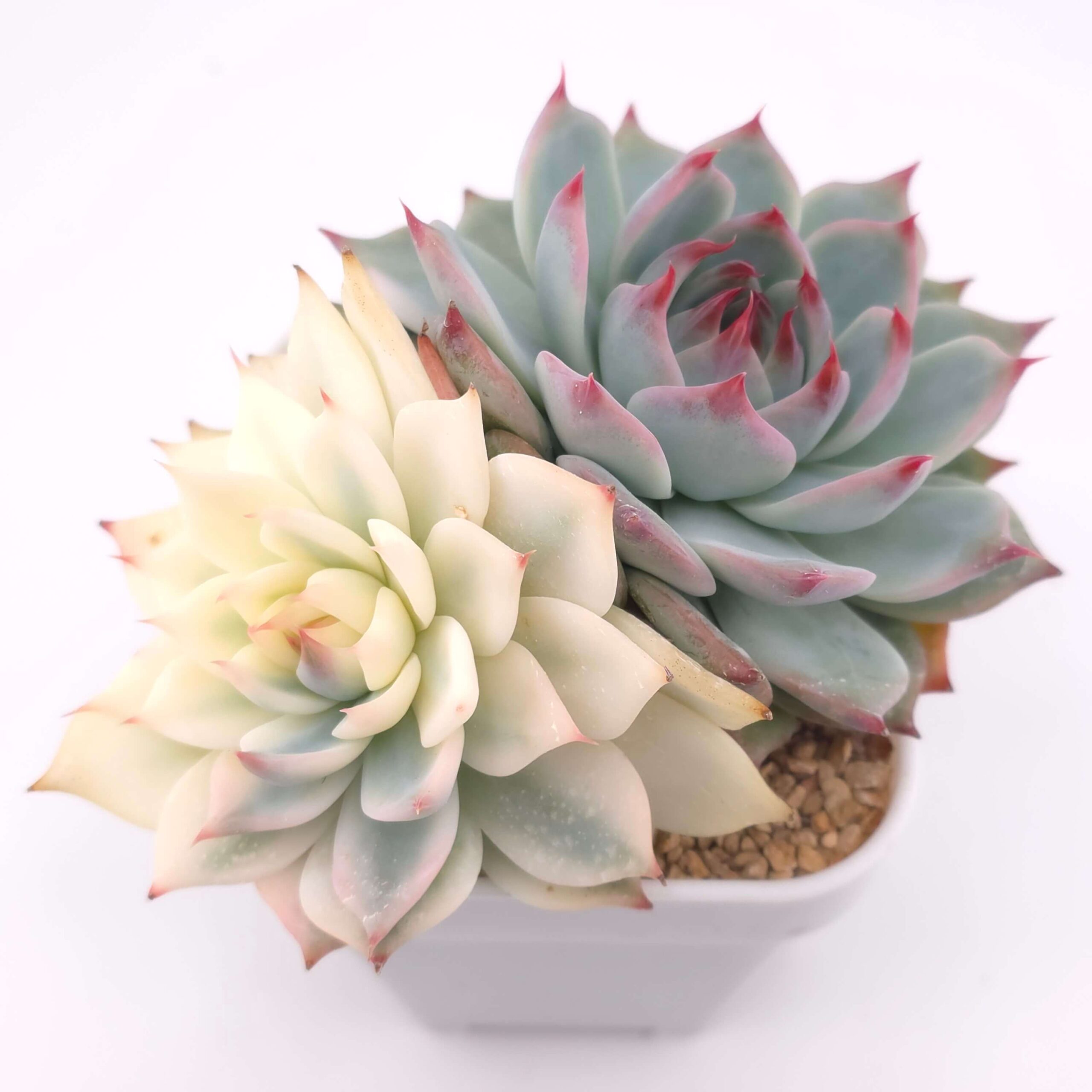 Echeveria chihuahuaensis variegated | 吉娃娃錦 thumbnail 5