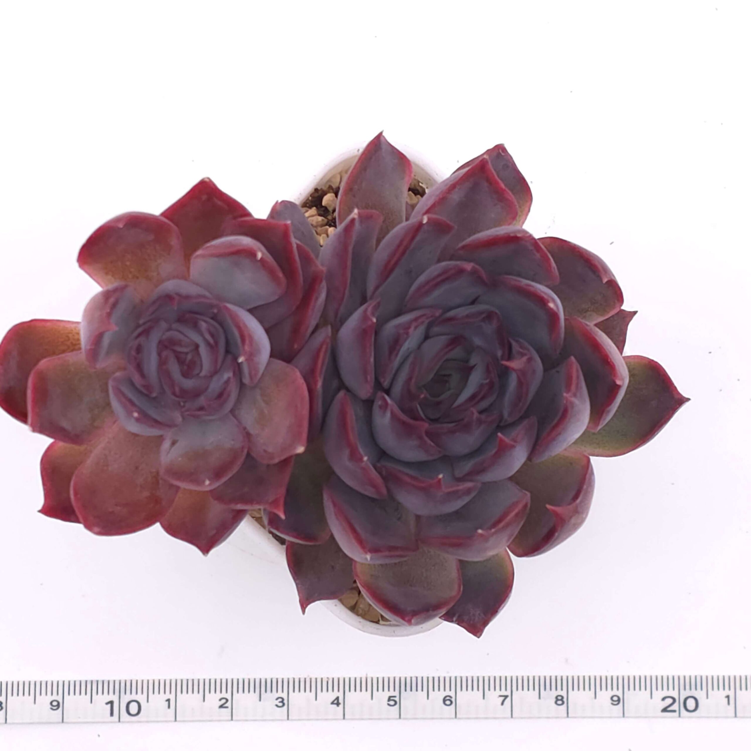 Echeveria 'Dark Ice' double | 暗冰雙 thumbnail 3