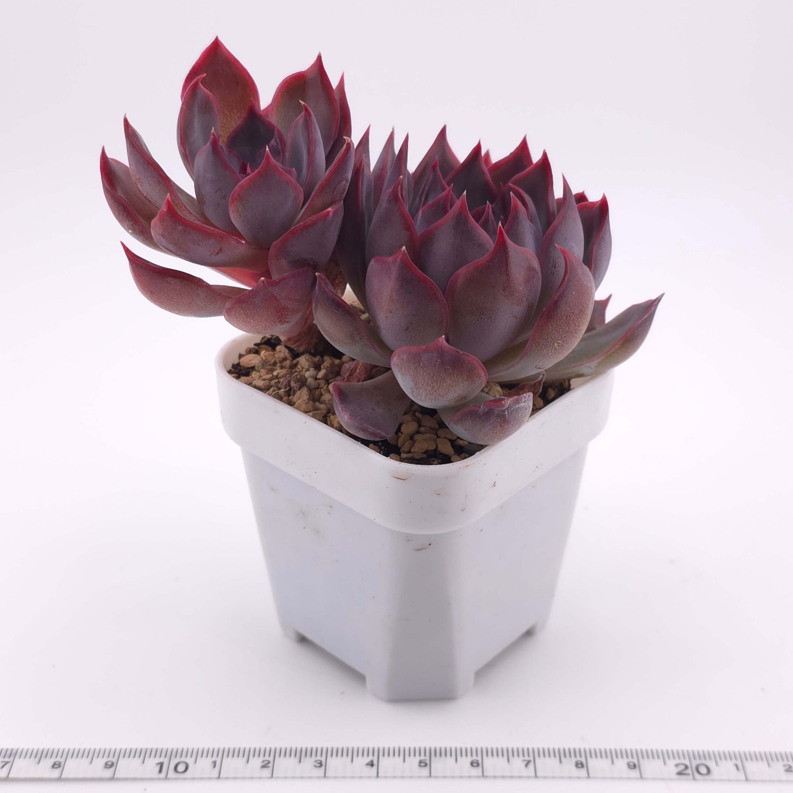 Echeveria 'Dark Ice' double | 暗冰雙 thumbnail 2