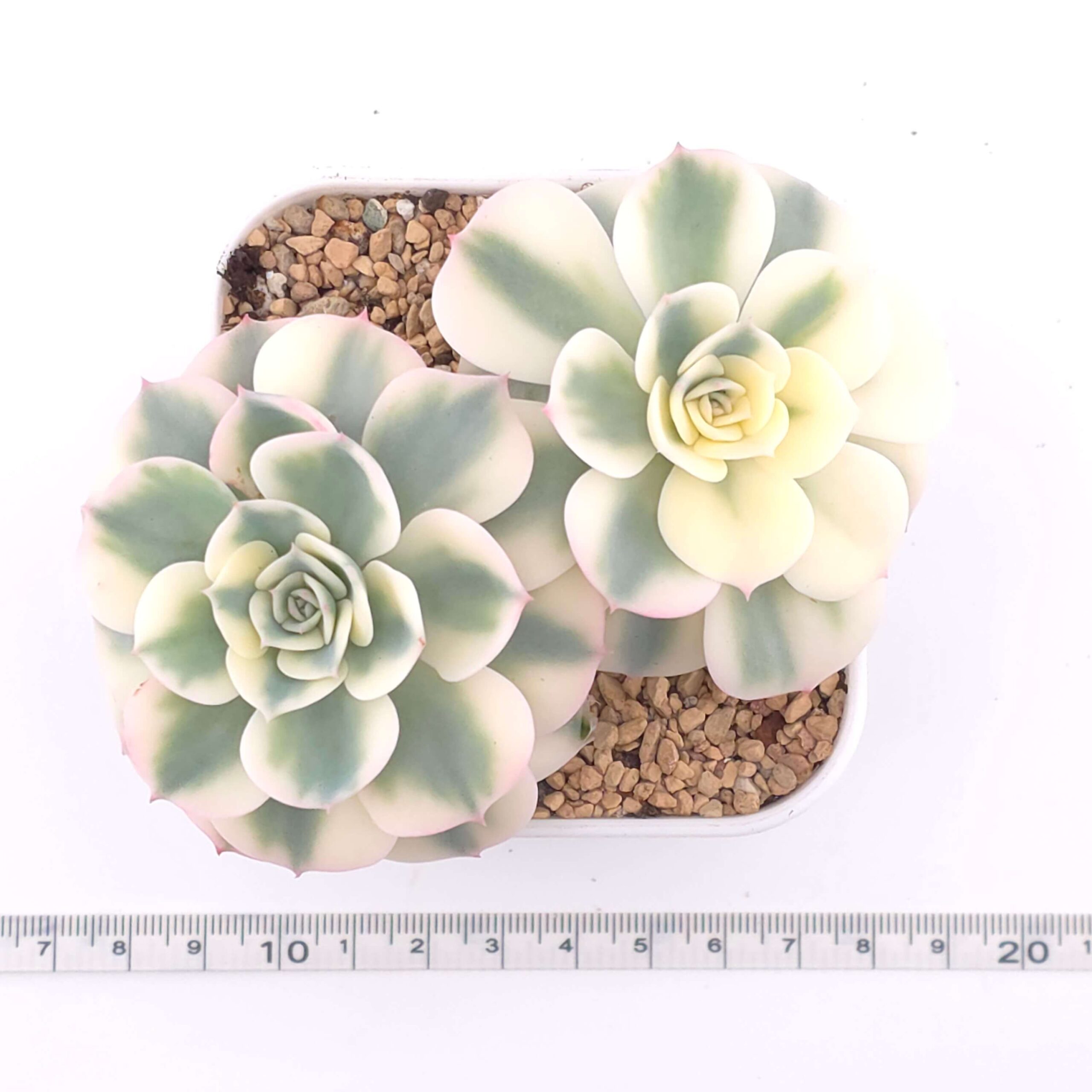 Echeveria 'Lenore Dean / Compton Carousel' variegated double | 玉蝶錦雙 thumbnail 2