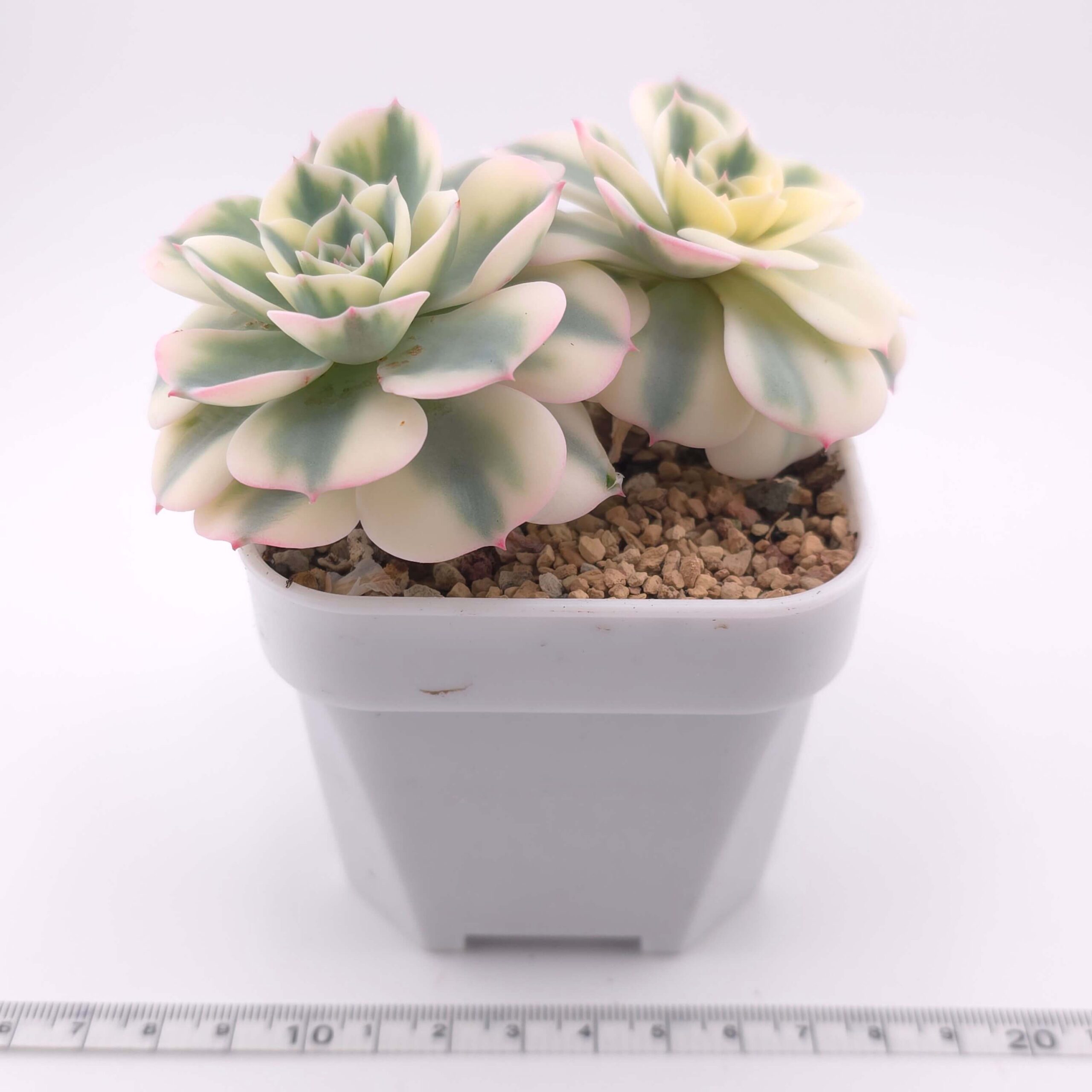 Echeveria 'Lenore Dean / Compton Carousel' variegated double | 玉蝶錦雙 thumbnail 4