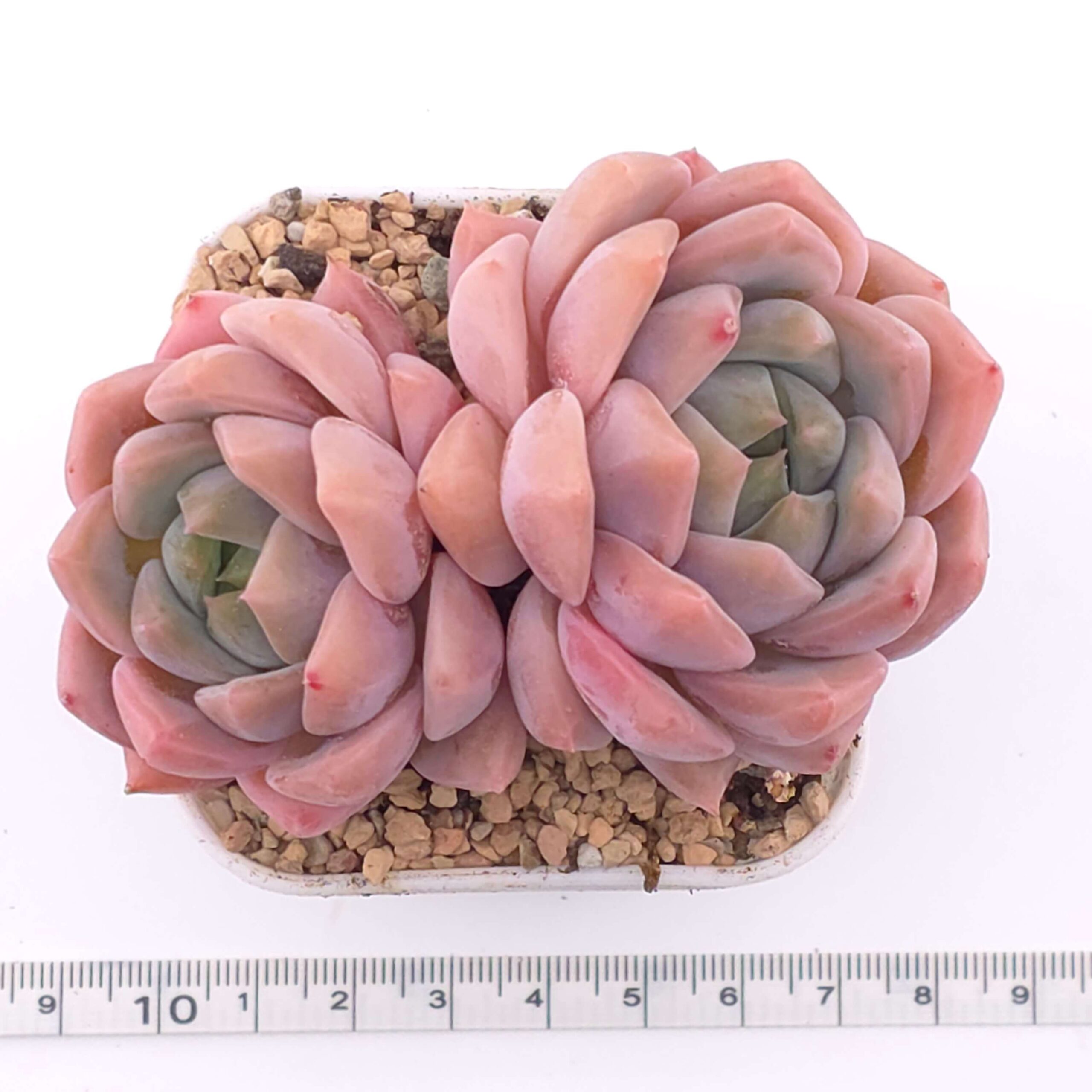 Echeveria 'Snow Melanie' double head | 雪媚娘雙 thumbnail 2