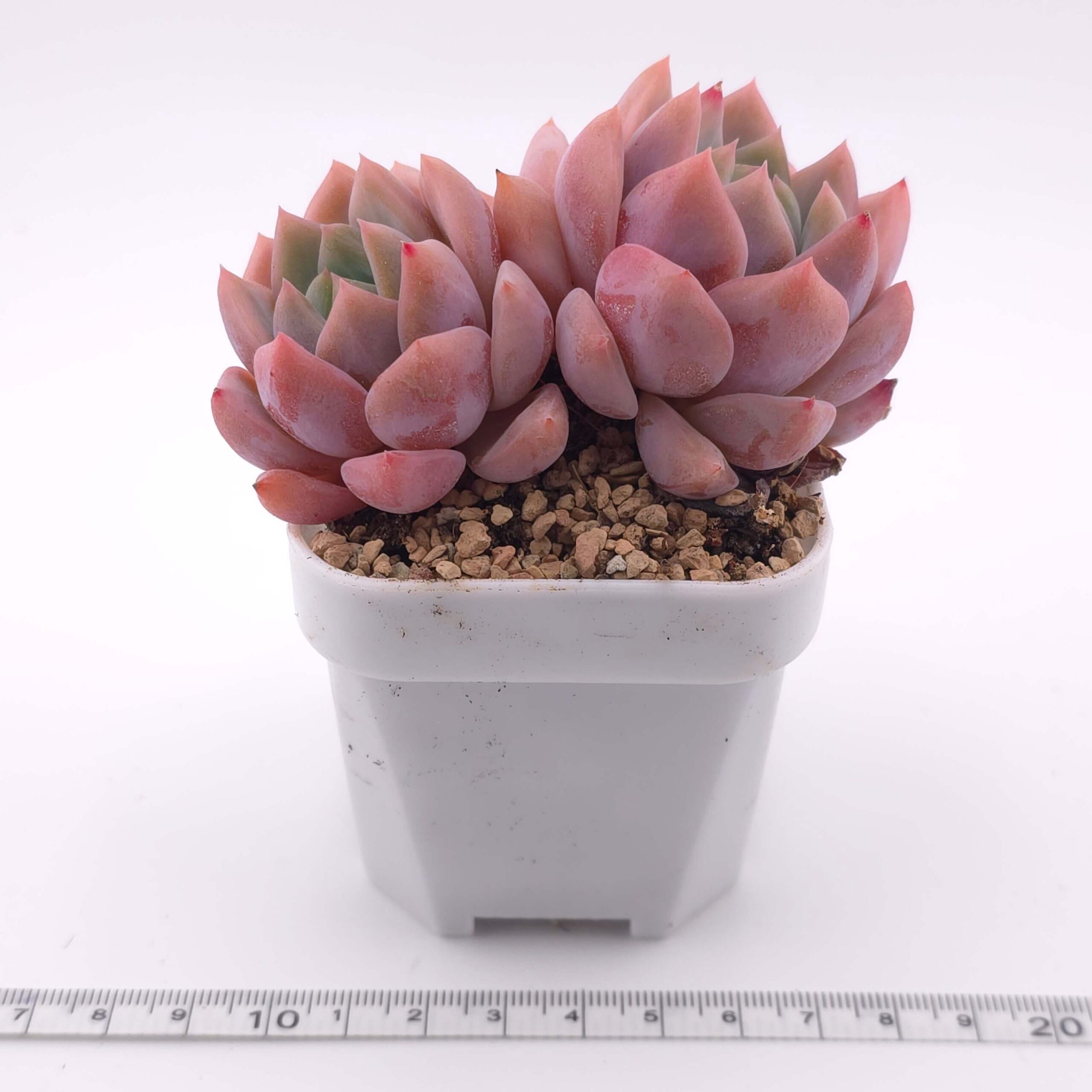 Echeveria 'Snow Melanie' double head | 雪媚娘雙 thumbnail 4
