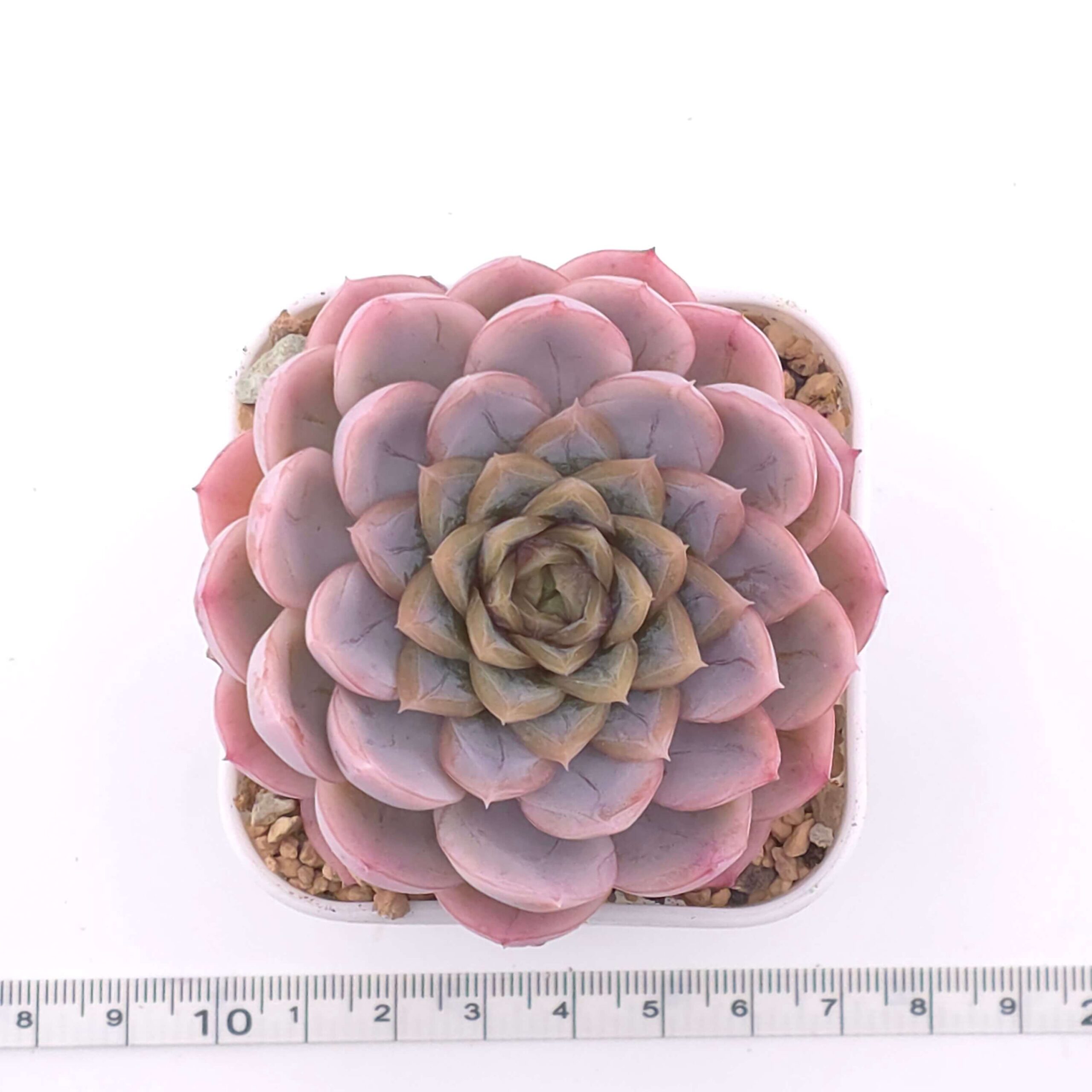 Echeveria 'Mexican Snowball' | 墨西哥雪球 thumbnail 2