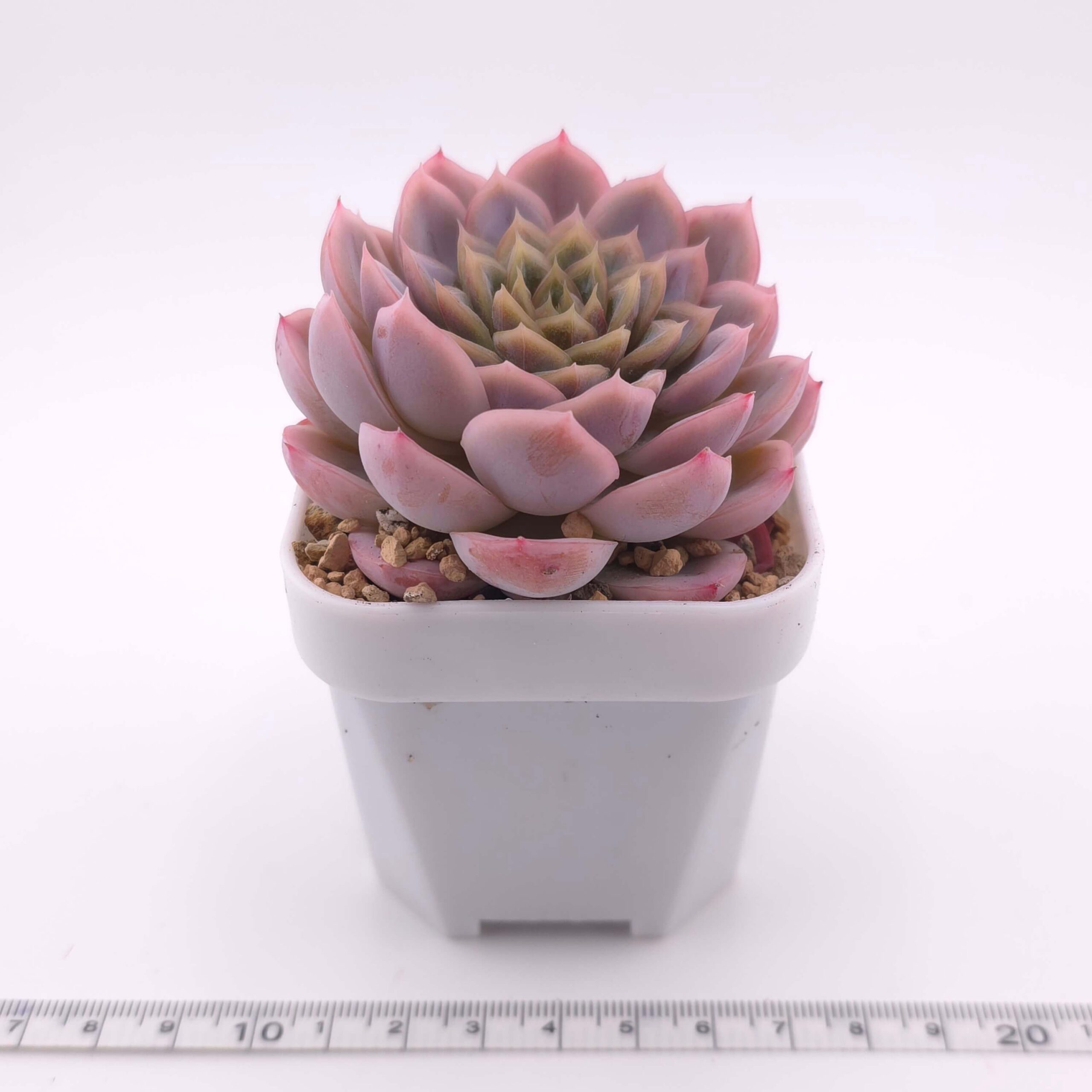 Echeveria 'Mexican Snowball' | 墨西哥雪球 thumbnail 4