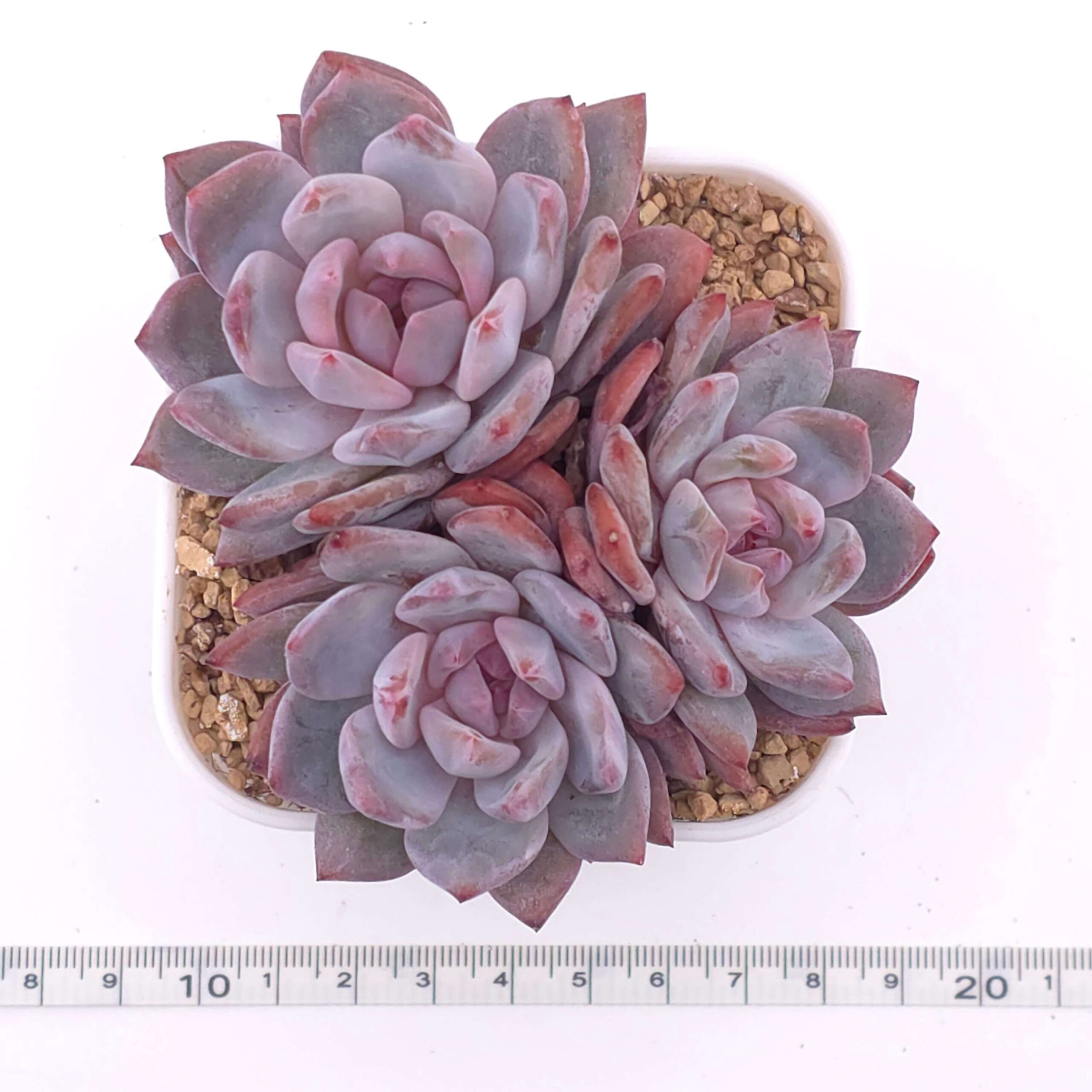 Echeveria 'Orange Monroe' clustering | 橙夢露群 thumbnail 2