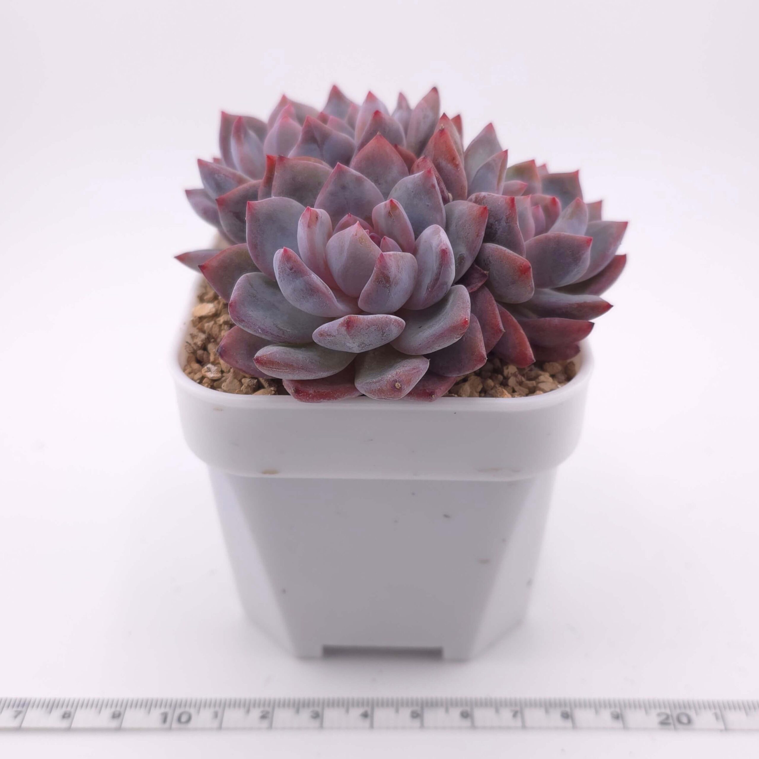 Echeveria 'Orange Monroe' clustering | 橙夢露群 thumbnail 4