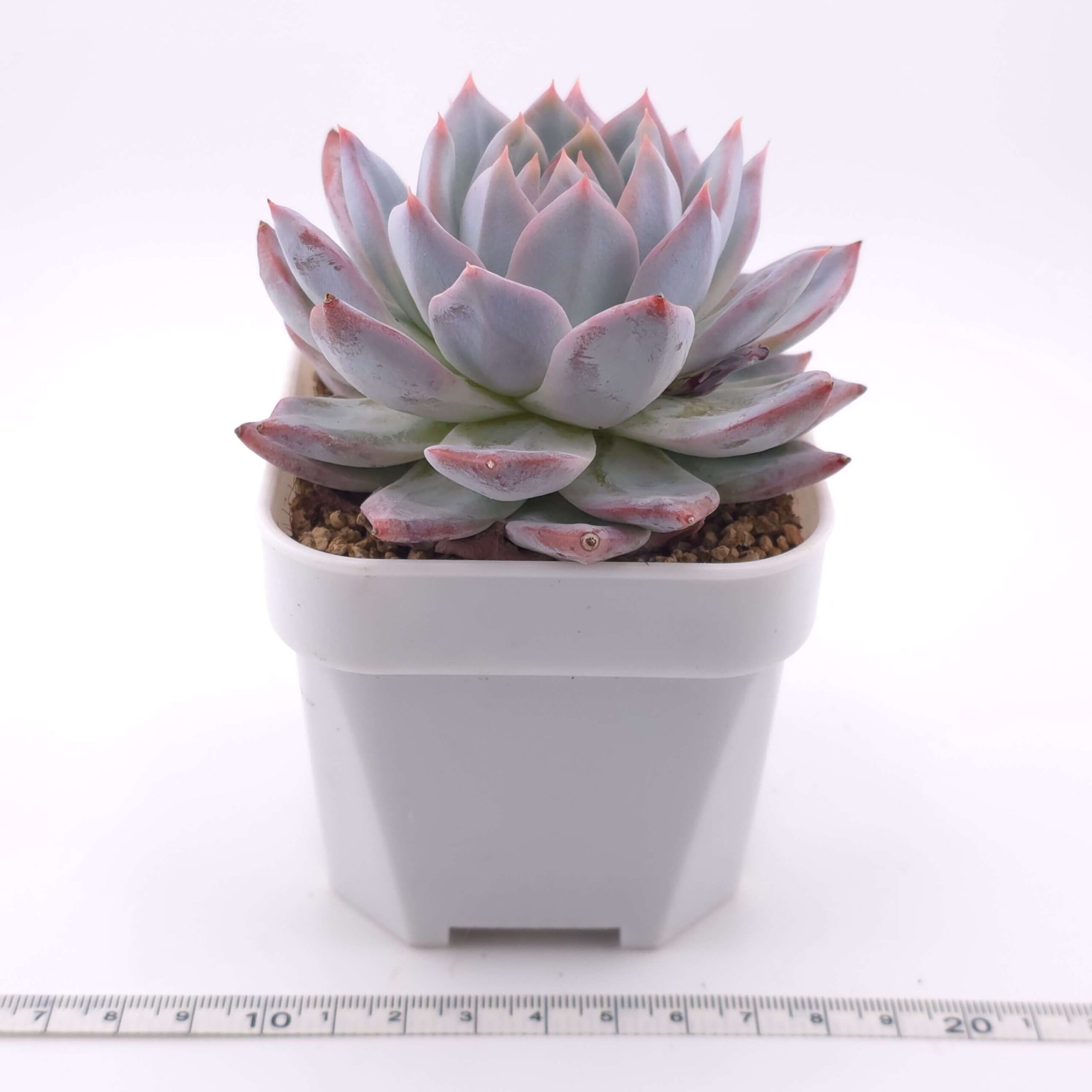Echeveria 'Pink Blue Bird' | 粉藍鳥 thumbnail 2