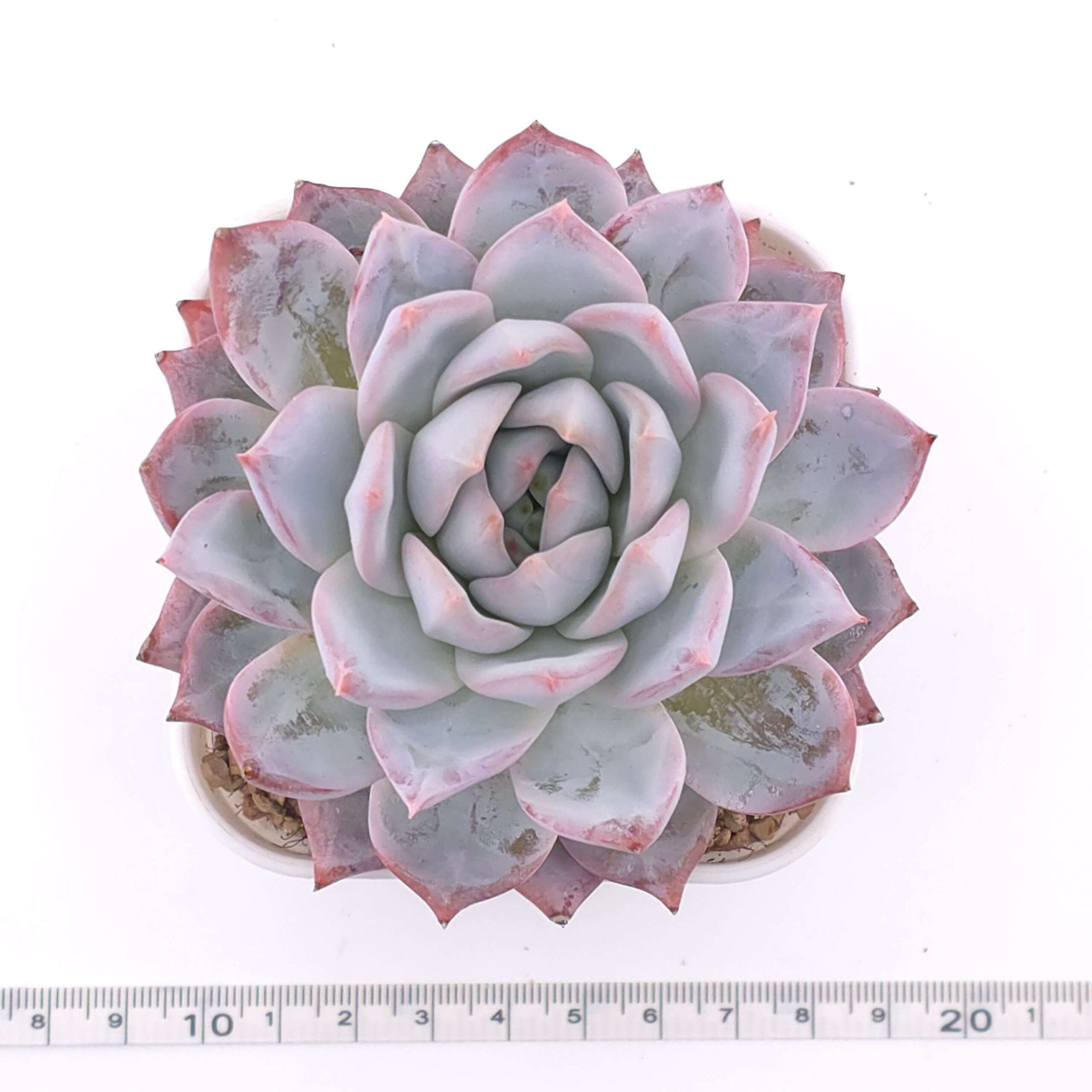 Echeveria 'Pink Blue Bird' | 粉藍鳥 thumbnail 3