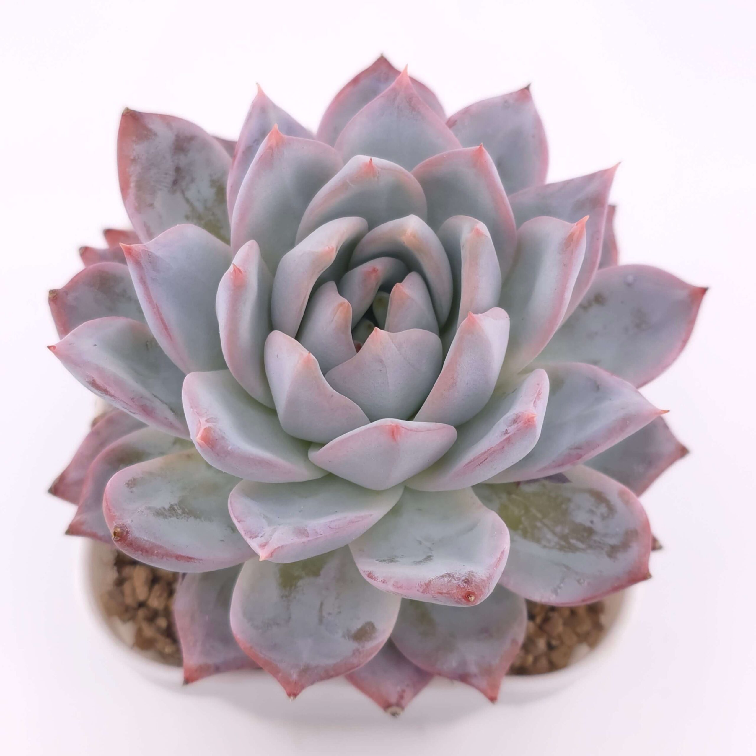 Echeveria 'Pink Blue Bird' | 粉藍鳥 thumbnail 4