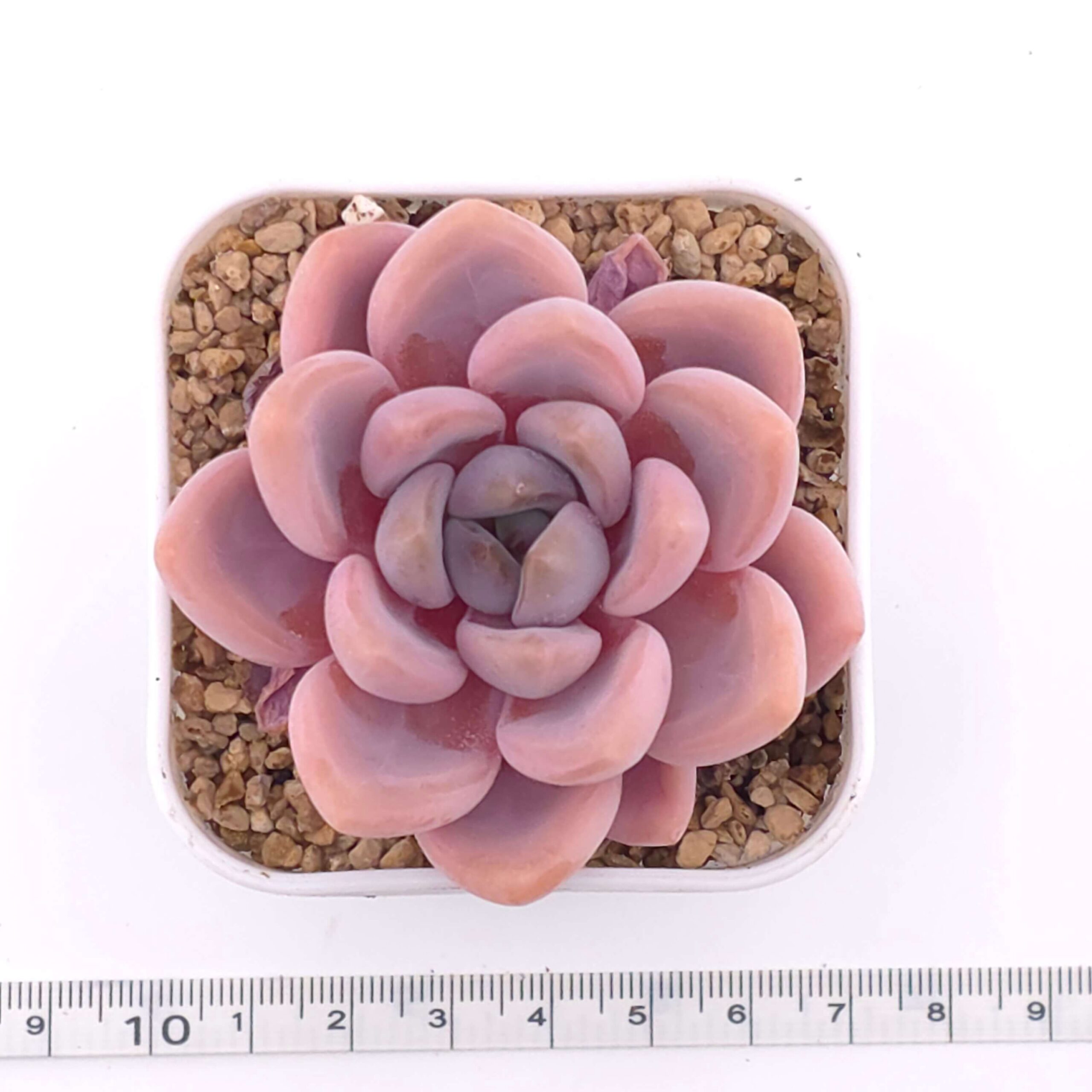 Graptopetalum 'Spotted Deer' | 花斑鹿 thumbnail 2