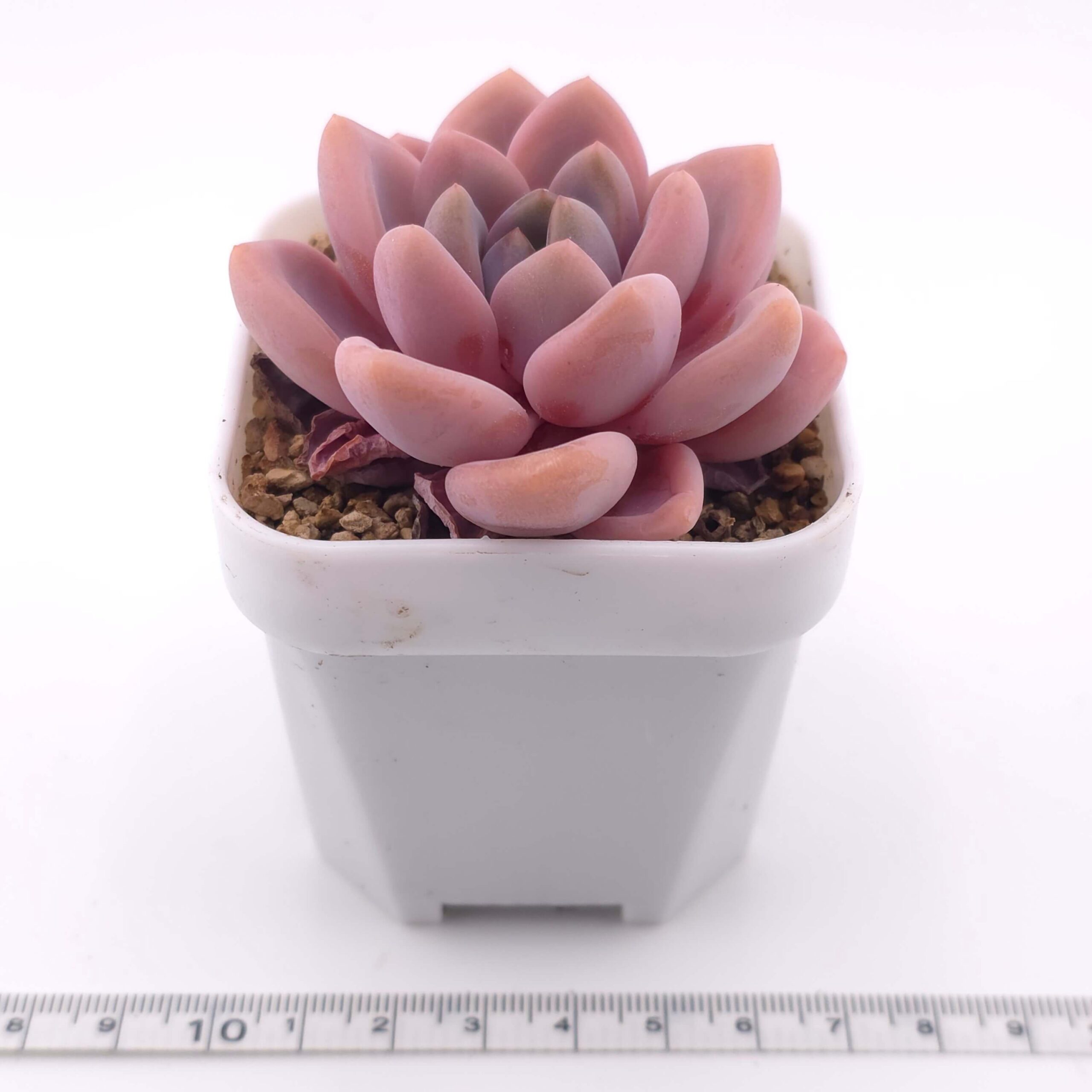 Graptopetalum 'Spotted Deer' | 花斑鹿 thumbnail 4
