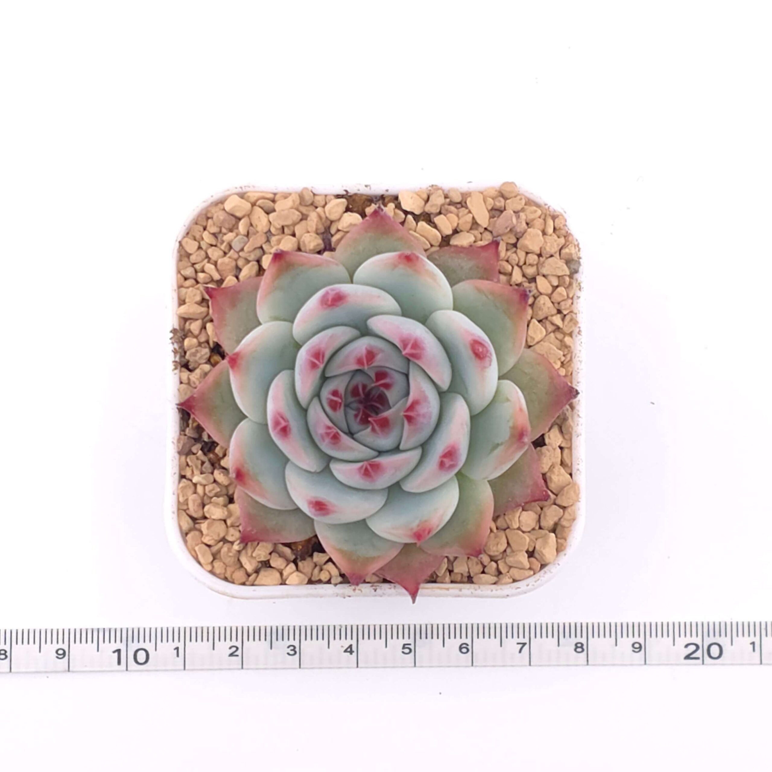 Echeveria chihuahuaensis | 吉娃娃 thumbnail 2