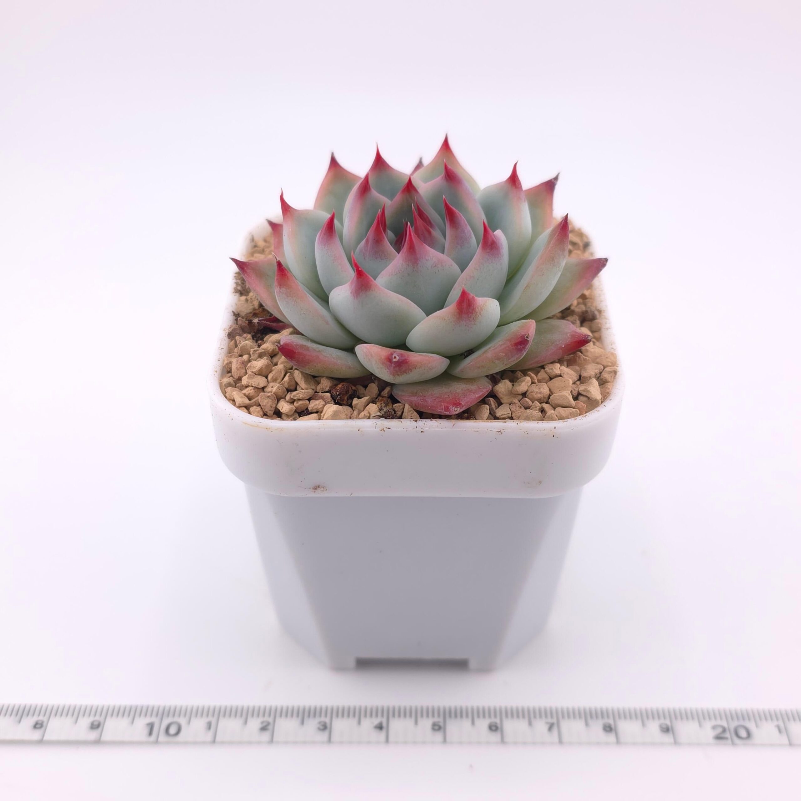 Echeveria chihuahuaensis | 吉娃娃 thumbnail 4