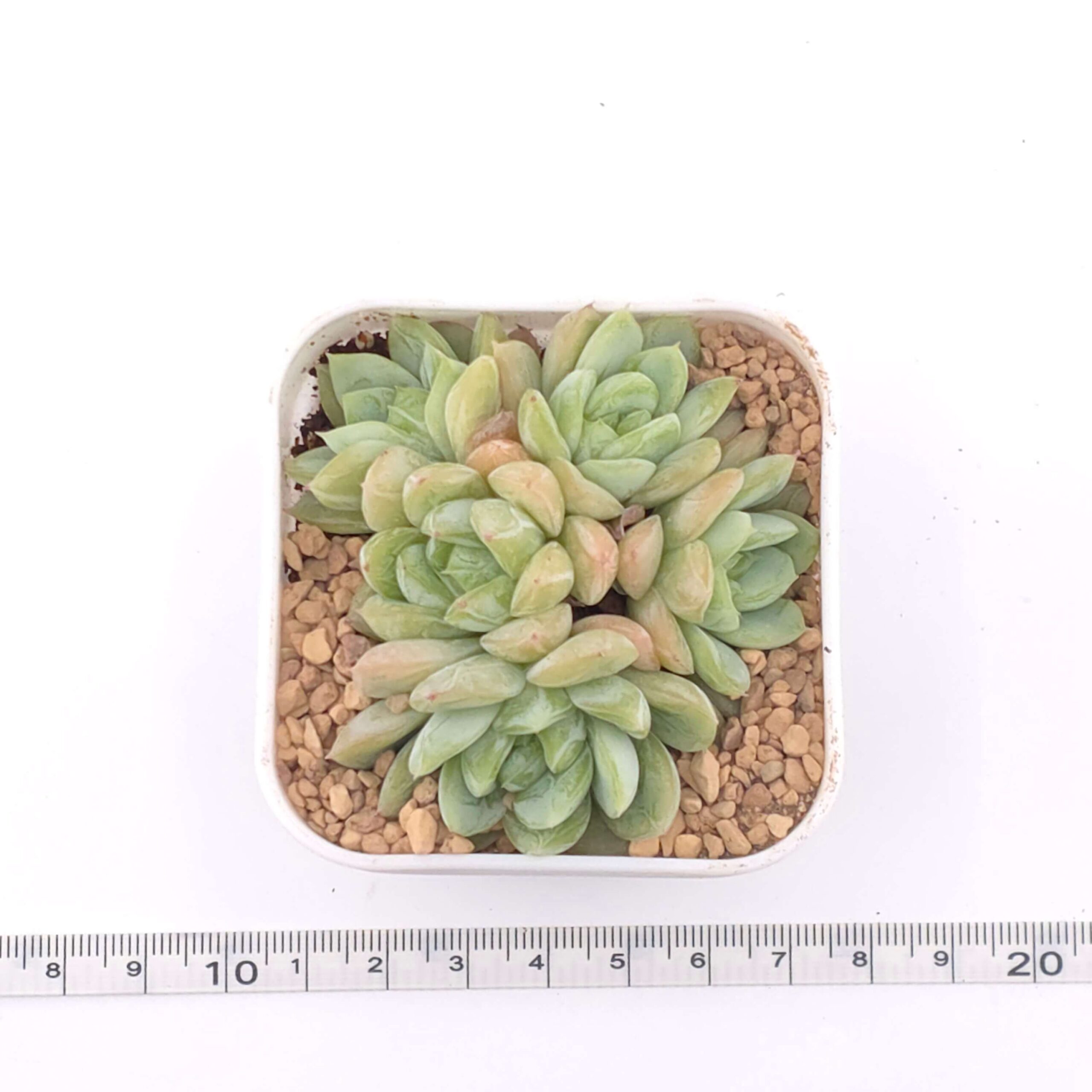 Echeveria ‘Elsa’ clustering | 愛爾絲群 thumbnail 2