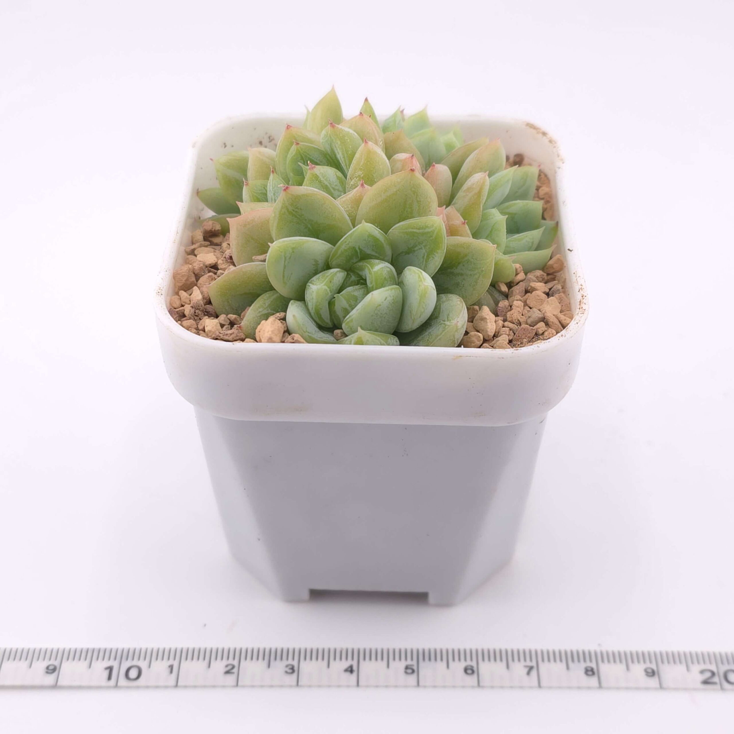 Echeveria ‘Elsa’ clustering | 愛爾絲群 thumbnail 4