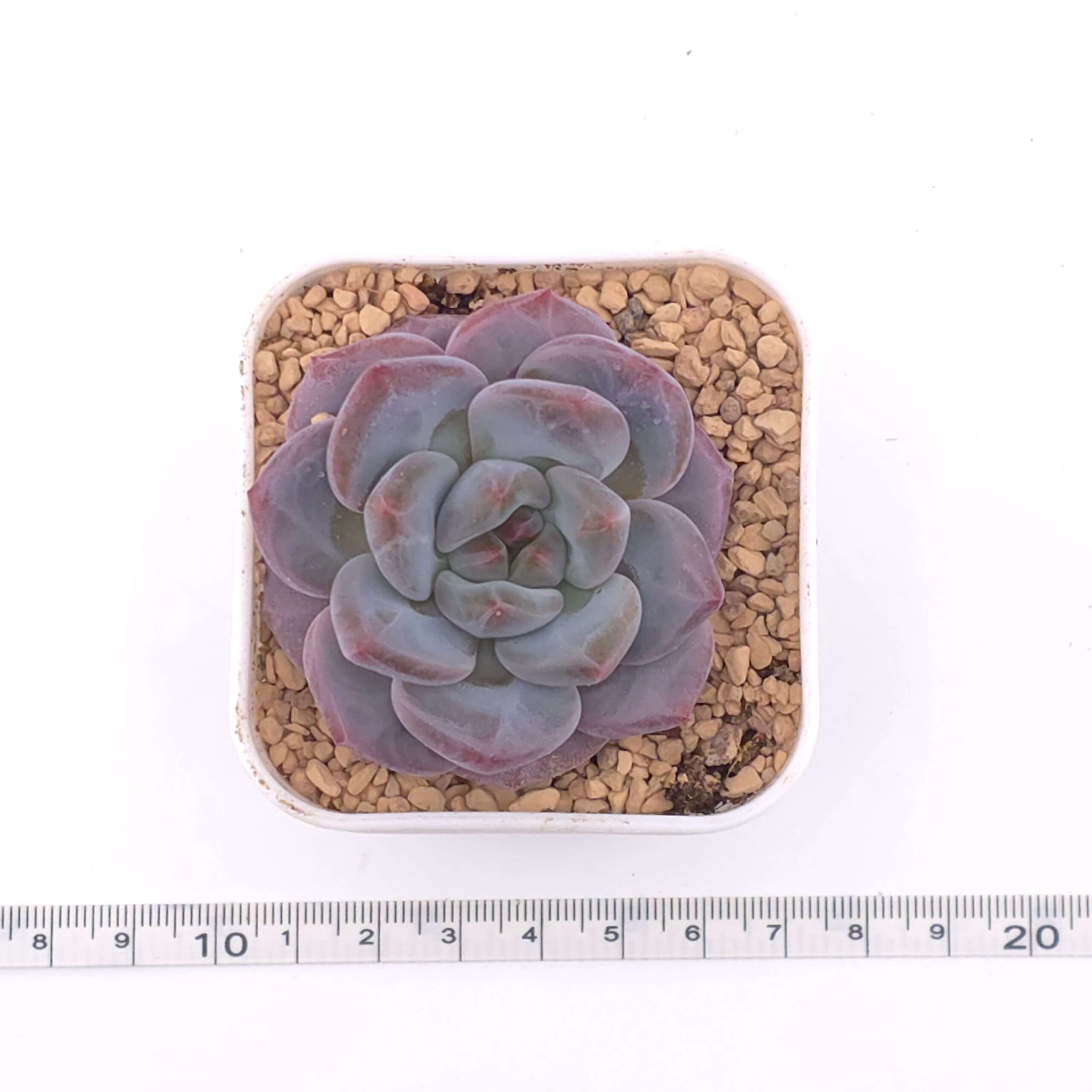Echeveria 'Mulan' | 木蘭 thumbnail 2