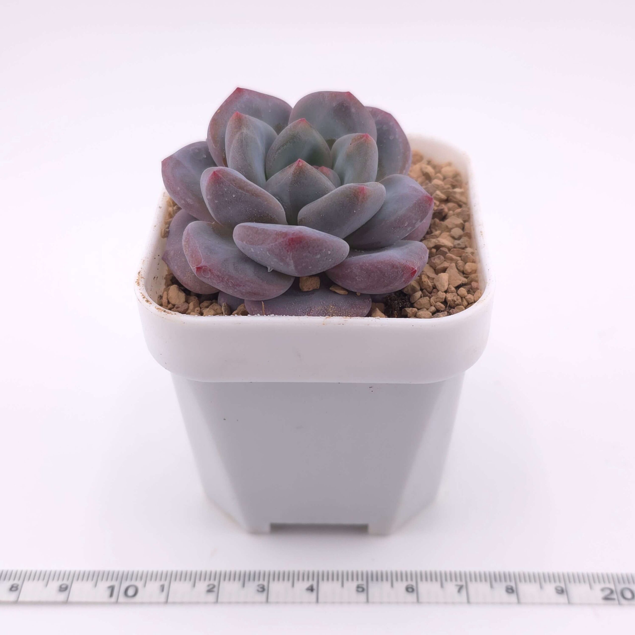 Echeveria 'Mulan' | 木蘭 thumbnail 4