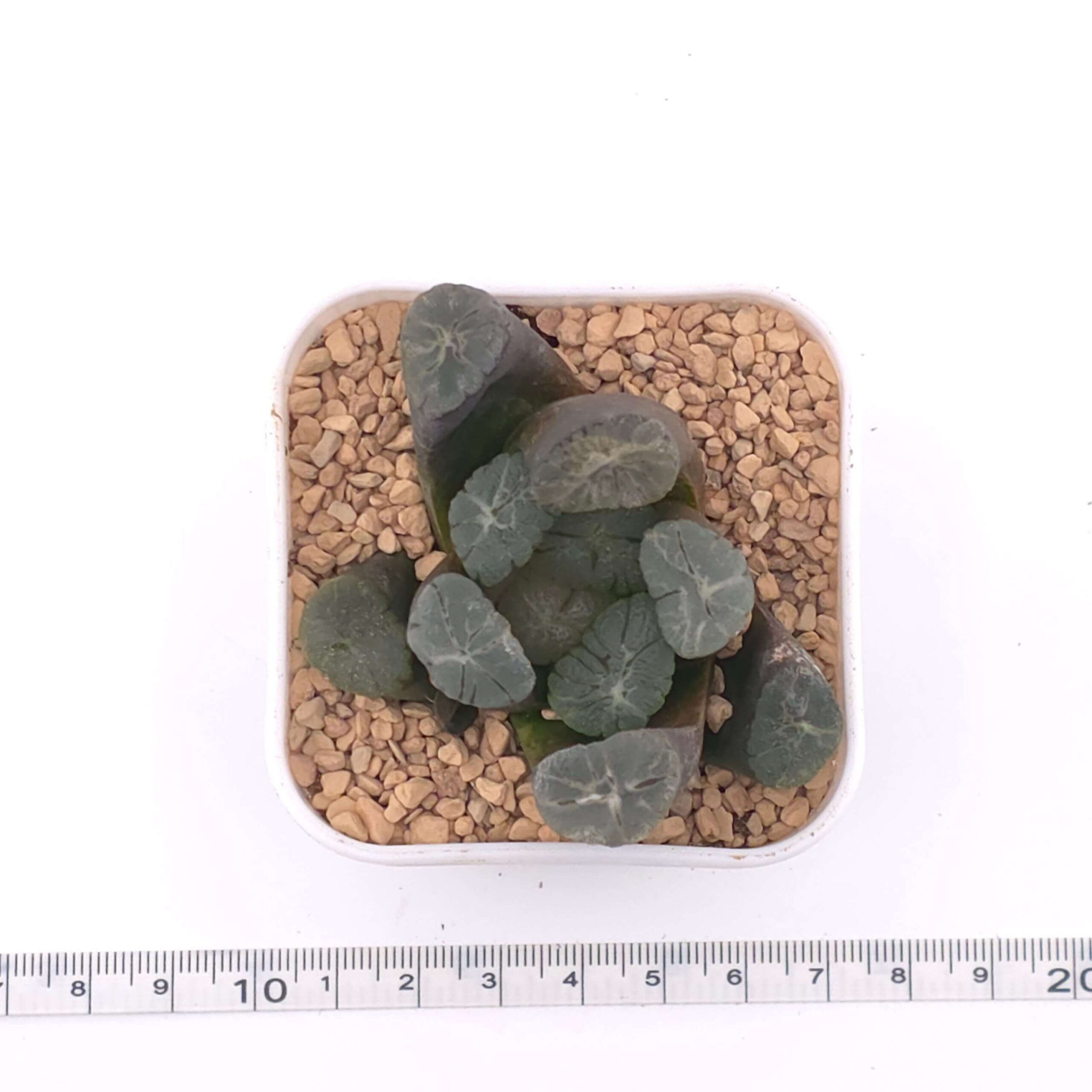 Haworthia maughanii | 萬象 thumbnail 3