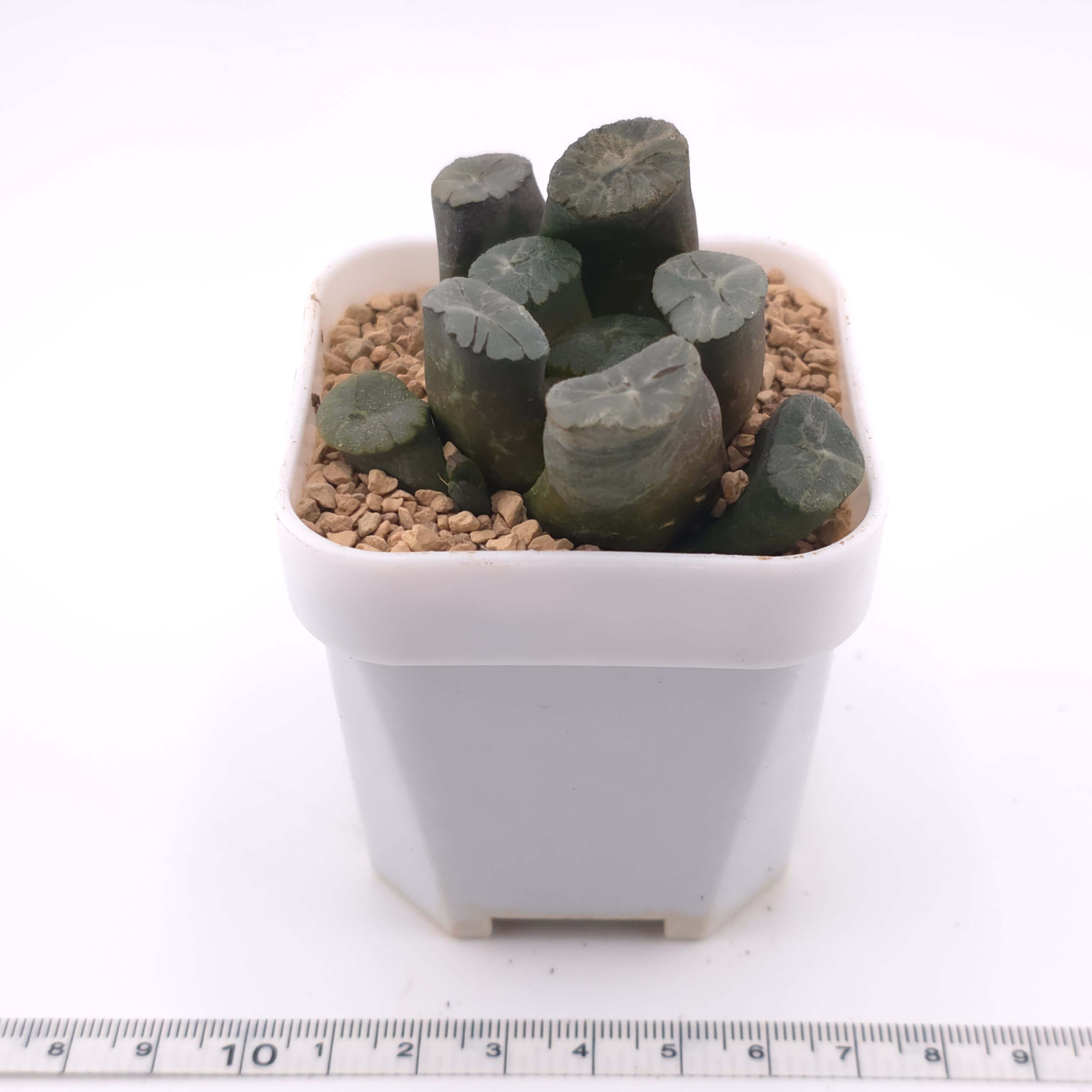 Haworthia maughanii | 萬象 thumbnail 4