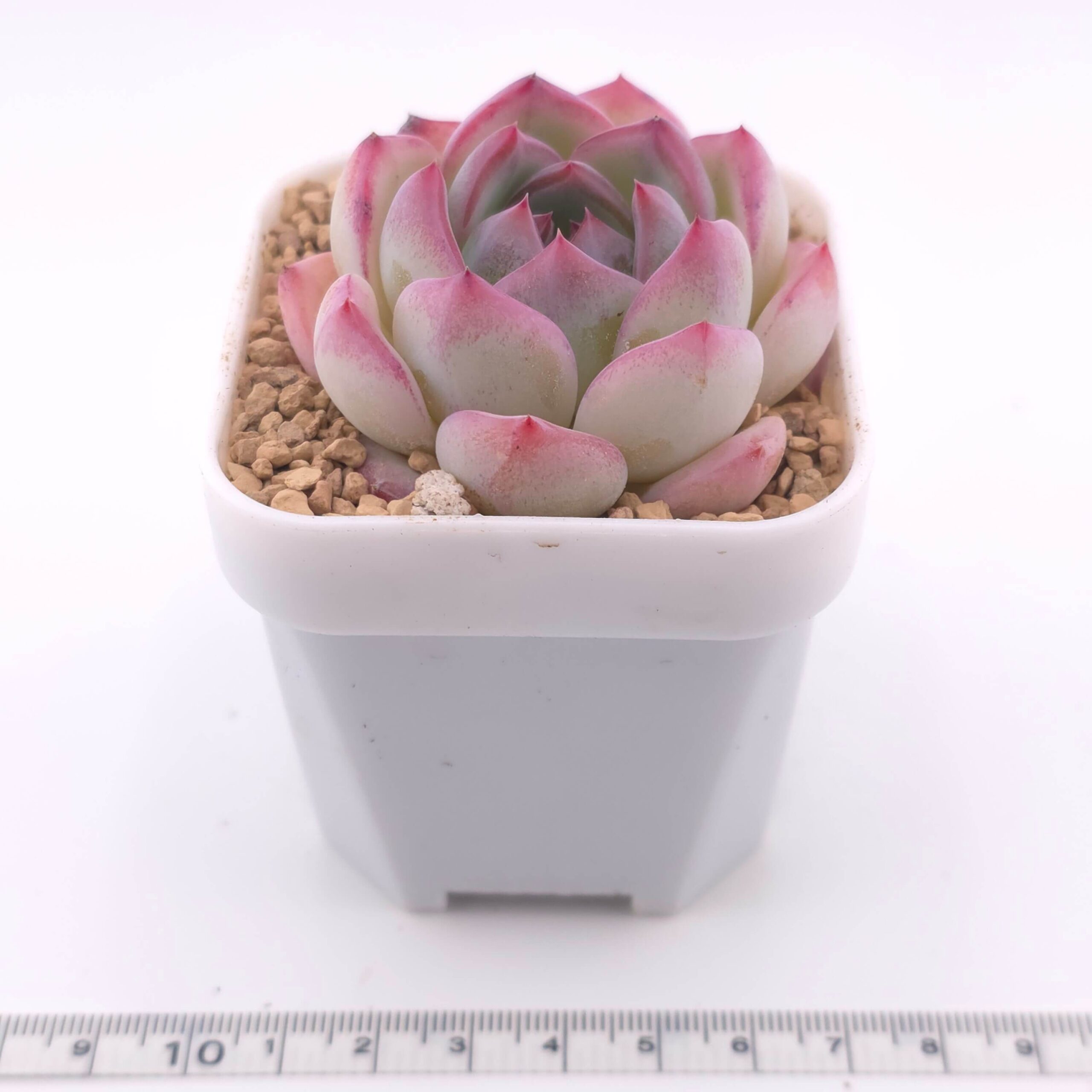 Echeveria 'Jade Glow' | 玉輝石蓮 thumbnail 2