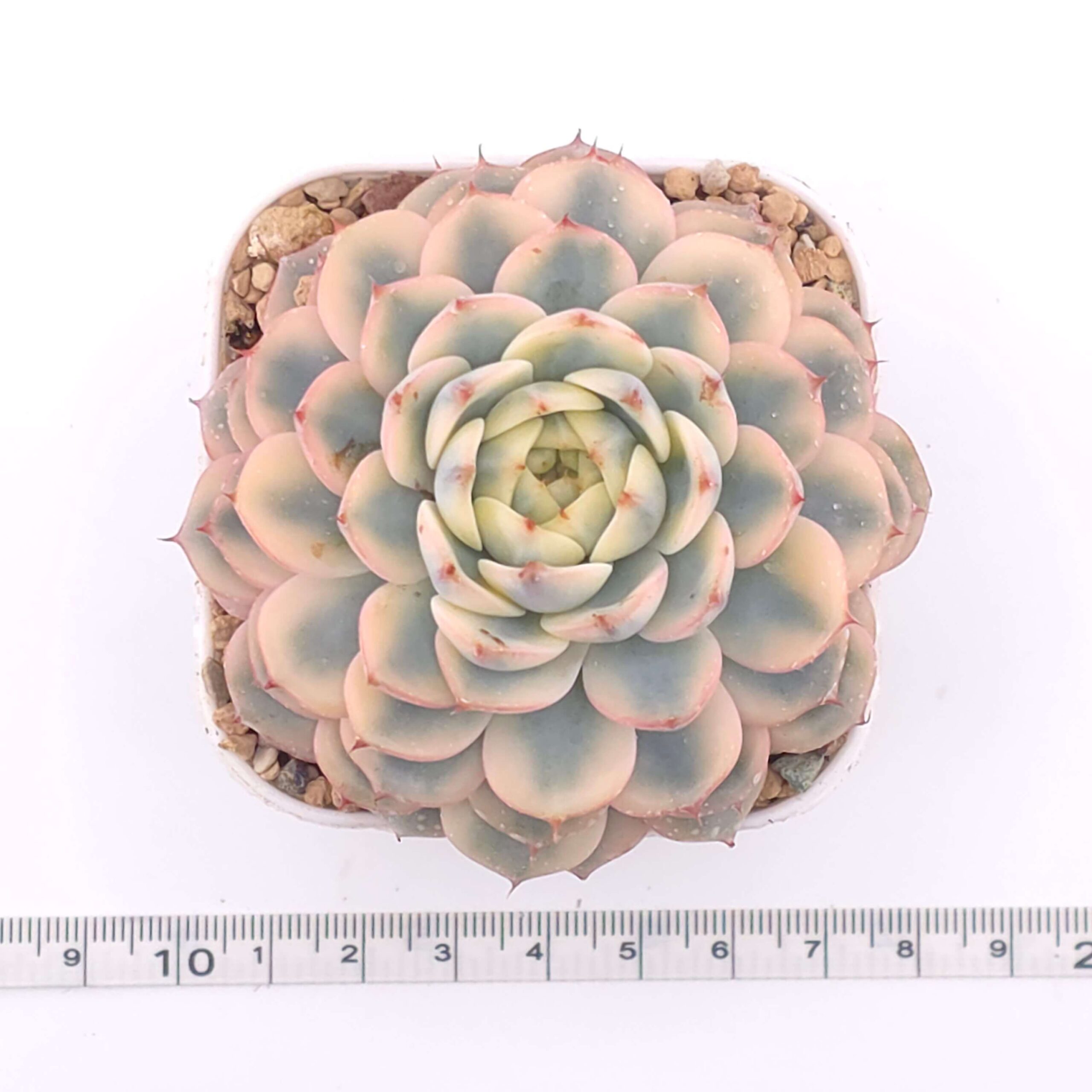 Echeveria 'White Minima' variegated | 白姬蓮錦 thumbnail 4