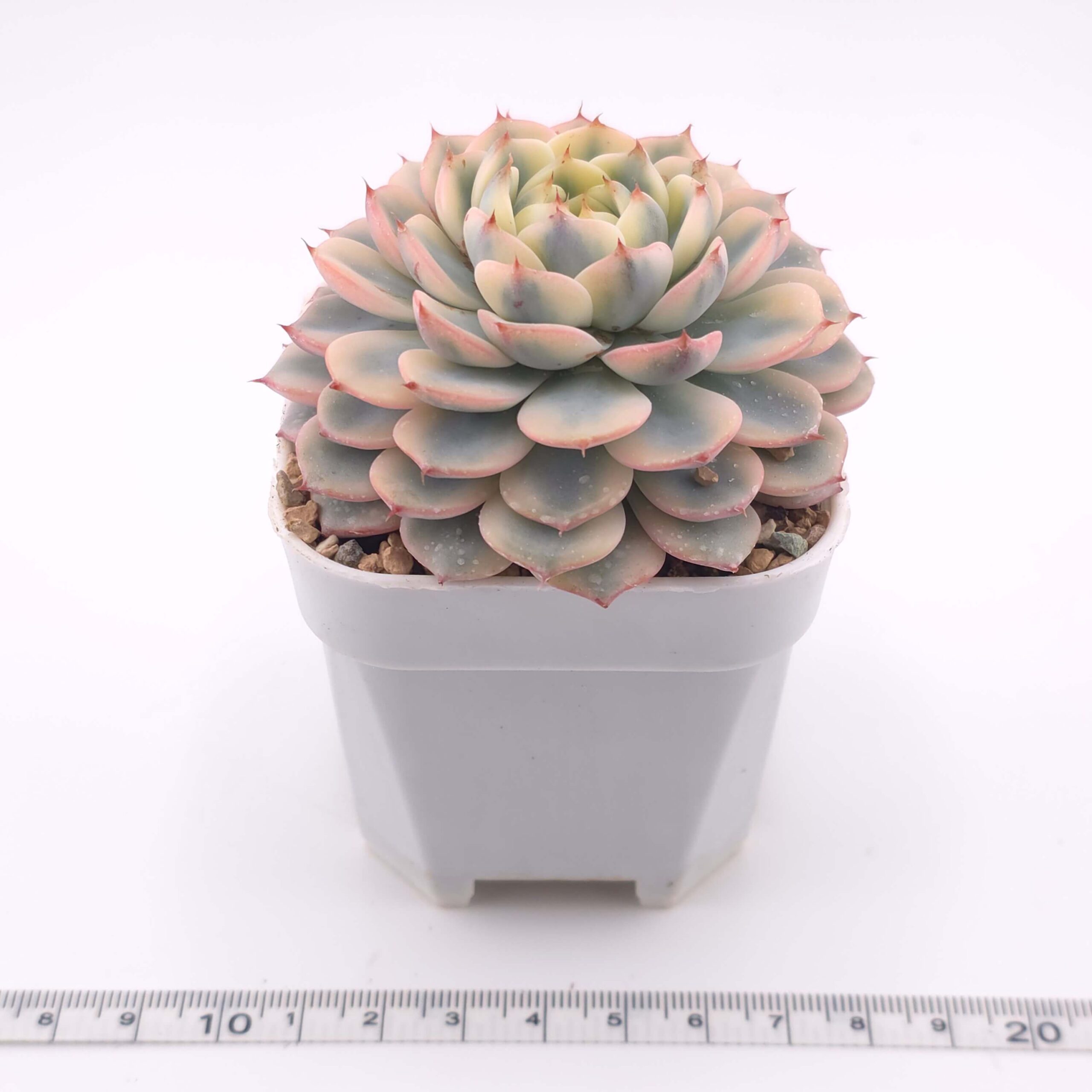 Echeveria 'White Minima' variegated | 白姬蓮錦 thumbnail 2