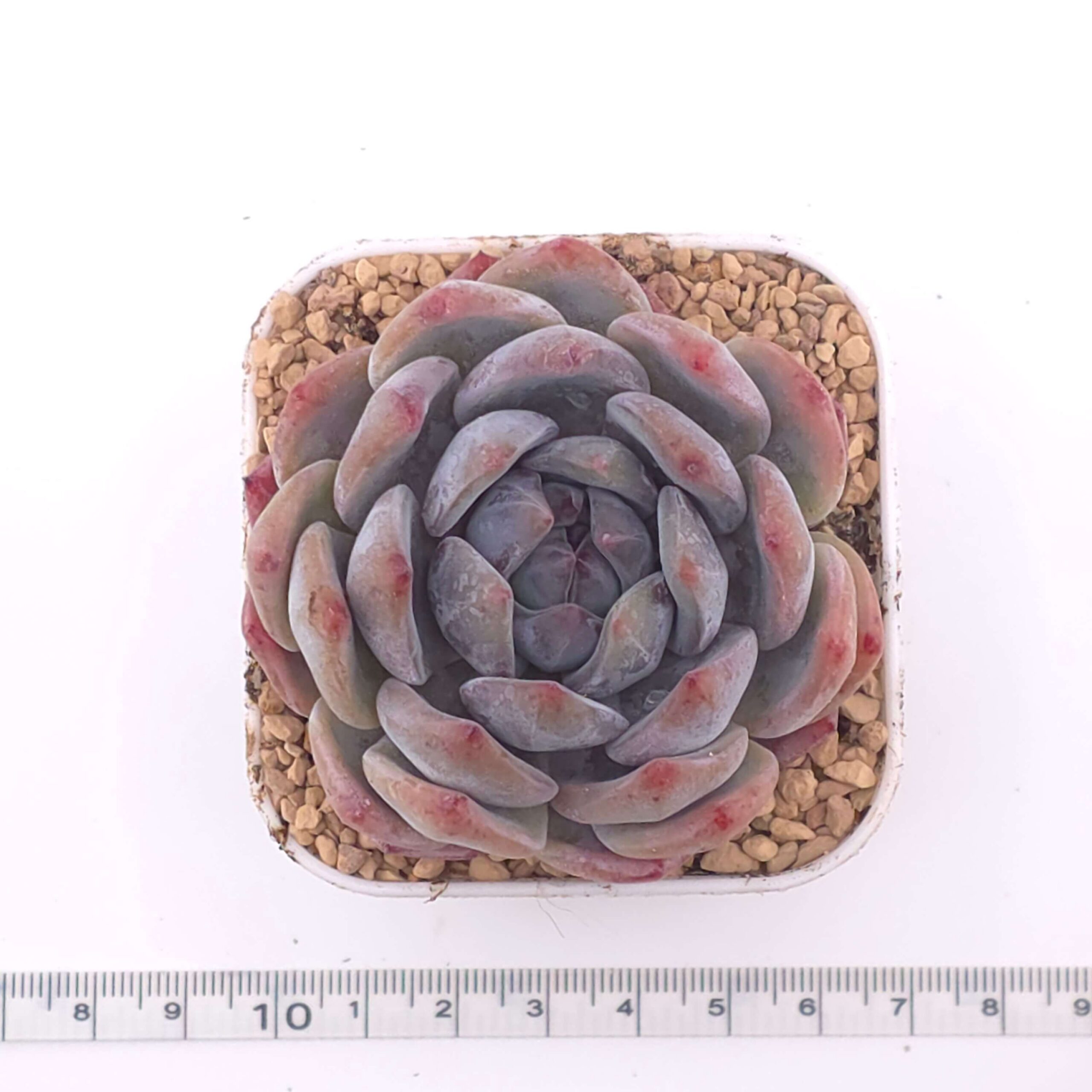 Echeveria 'Monroe' | 夢露 thumbnail 4