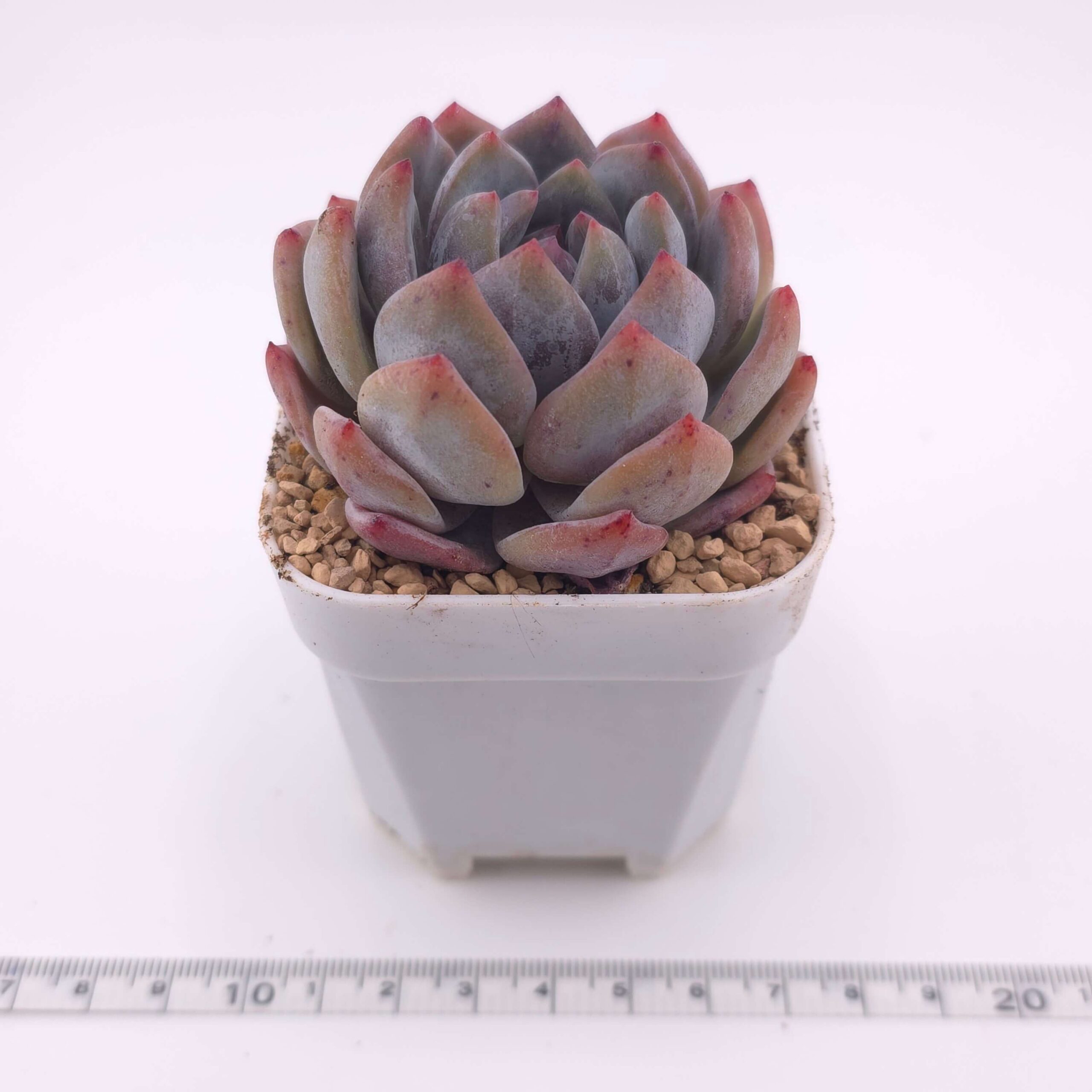 Echeveria 'Monroe' | 夢露 thumbnail 2