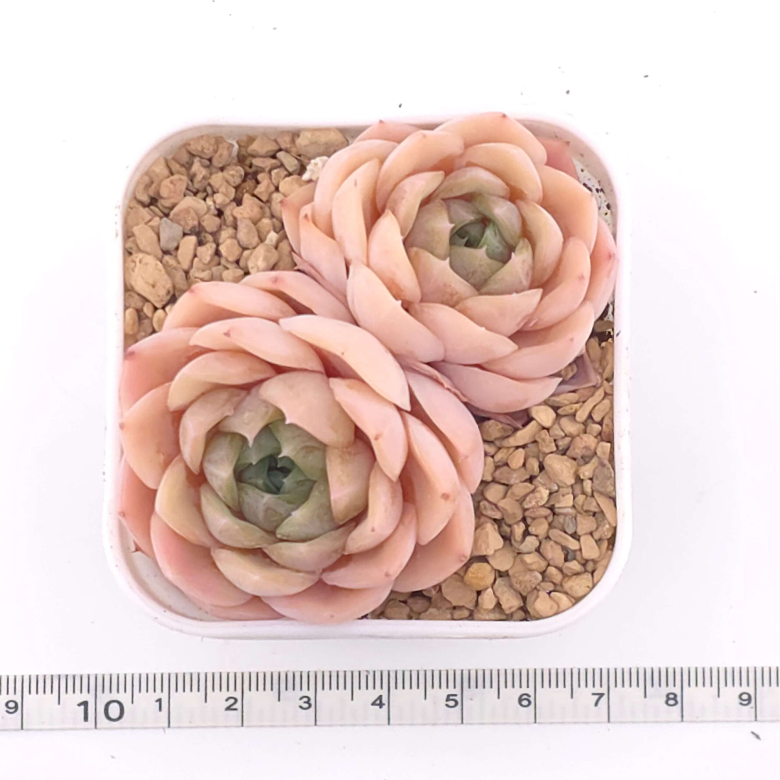 Echeveria 'Anna' double | 安娜雙 thumbnail 2