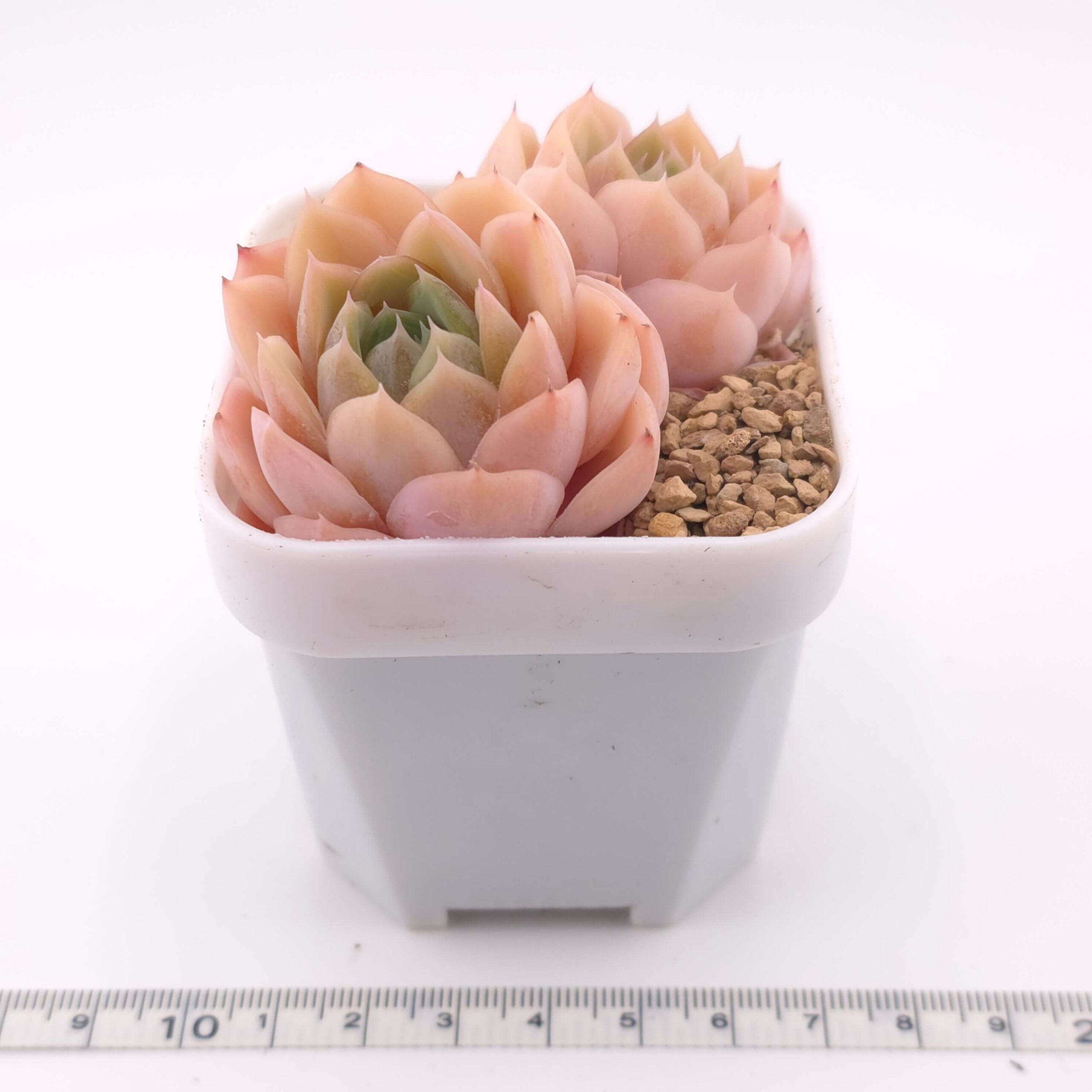 Echeveria 'Anna' double | 安娜雙 thumbnail 3