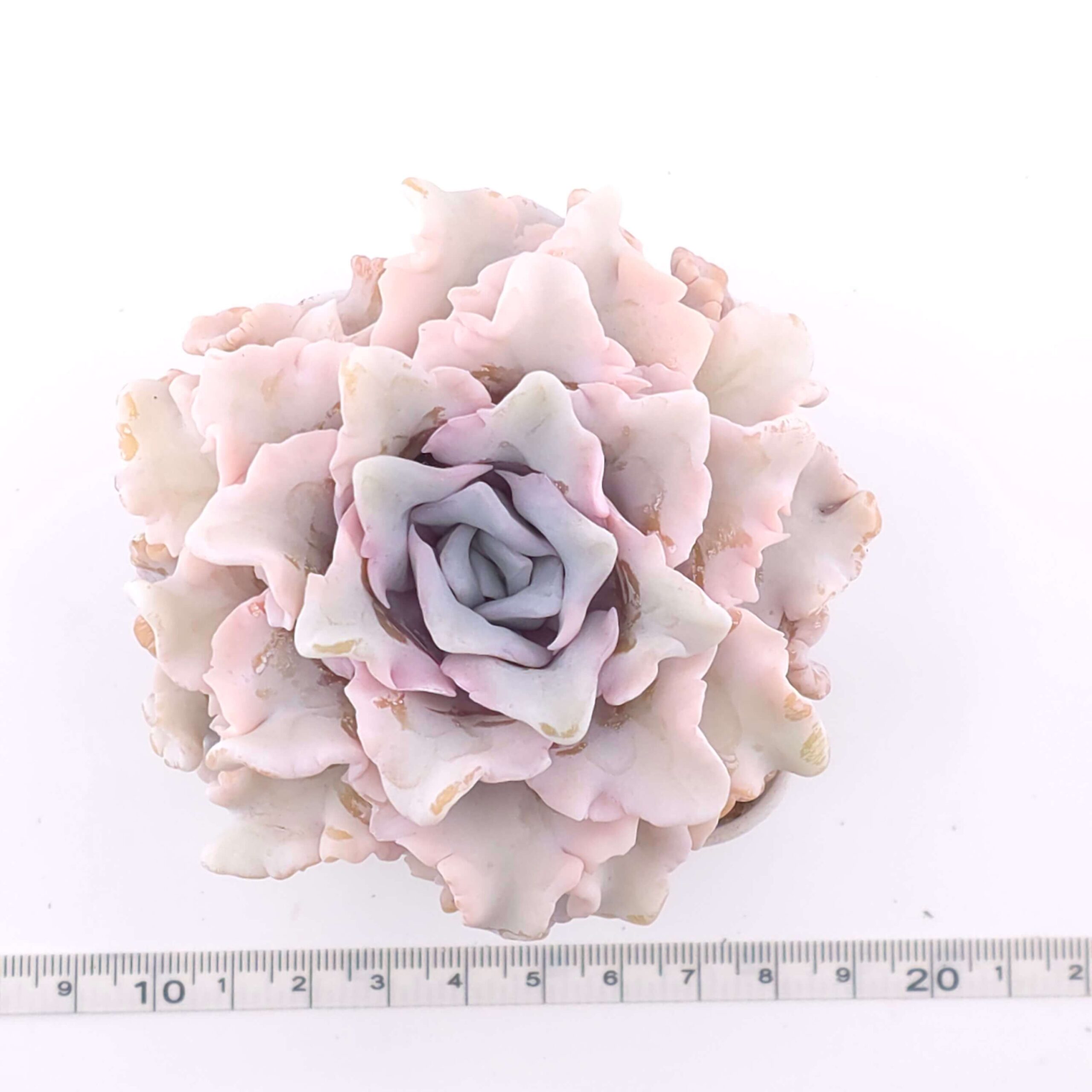 Echeveria 'Crispate Beauty' | 芭蕾舞者 thumbnail 4