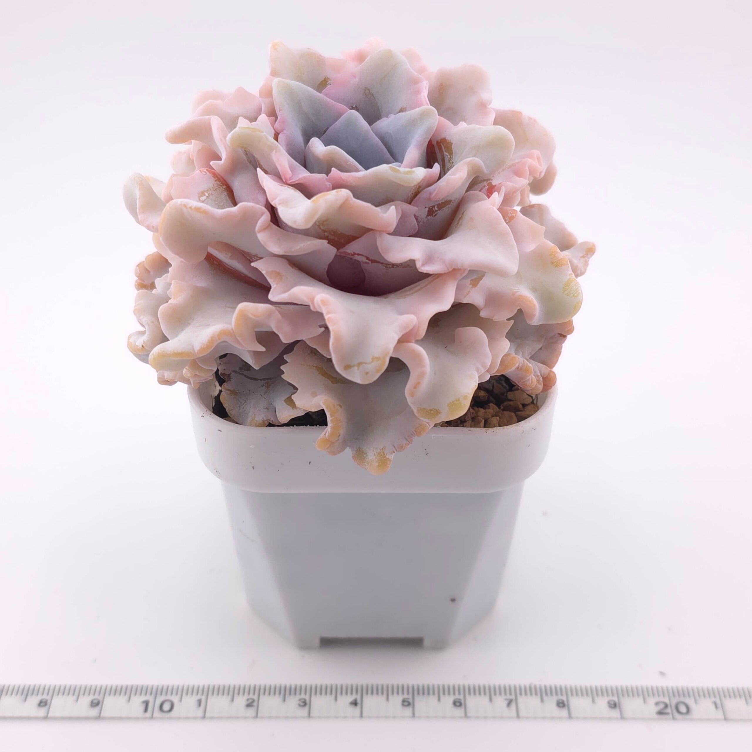 Echeveria 'Crispate Beauty' | 芭蕾舞者 thumbnail 2
