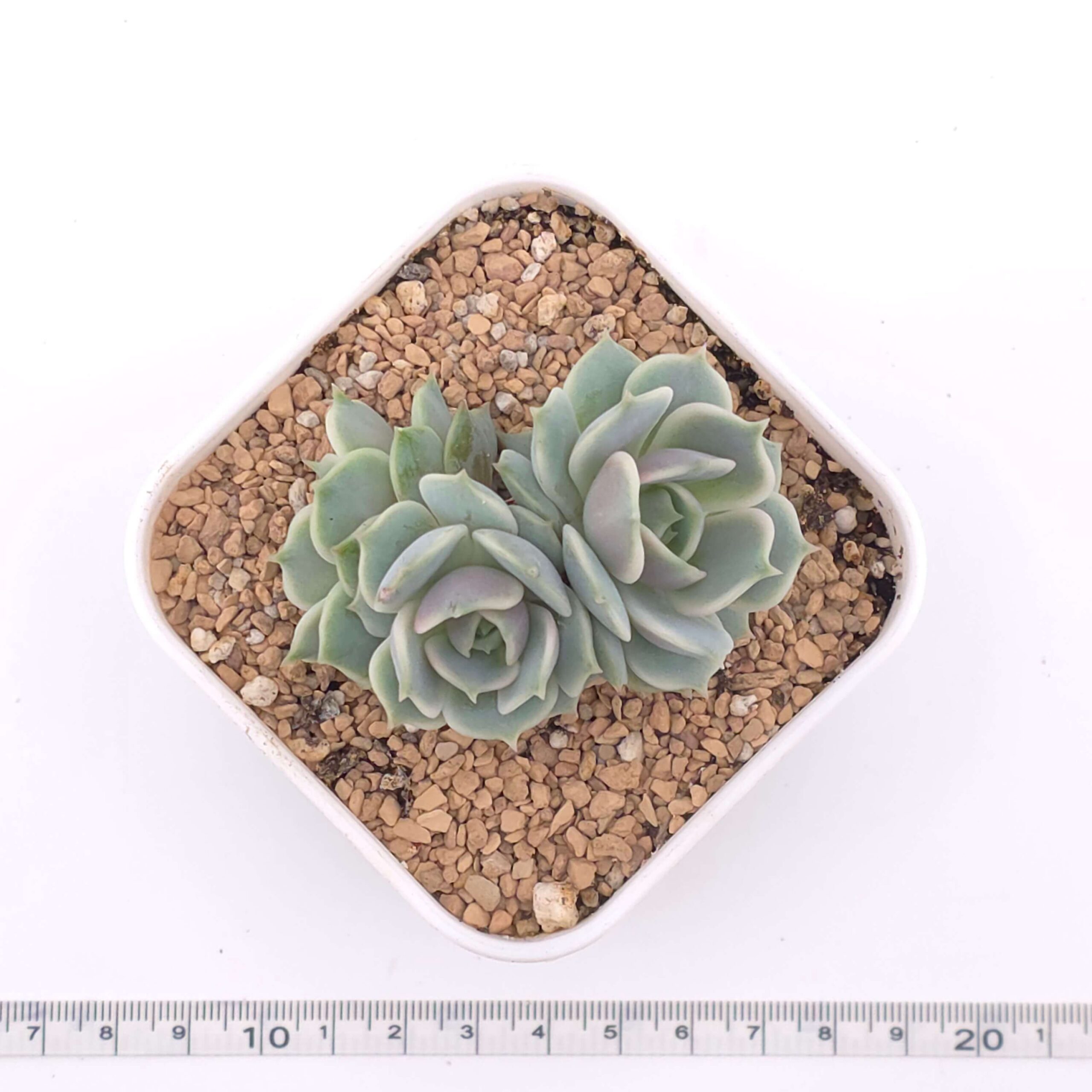 Echeveria 'Lola' clustering | 露娜蓮群 thumbnail 3