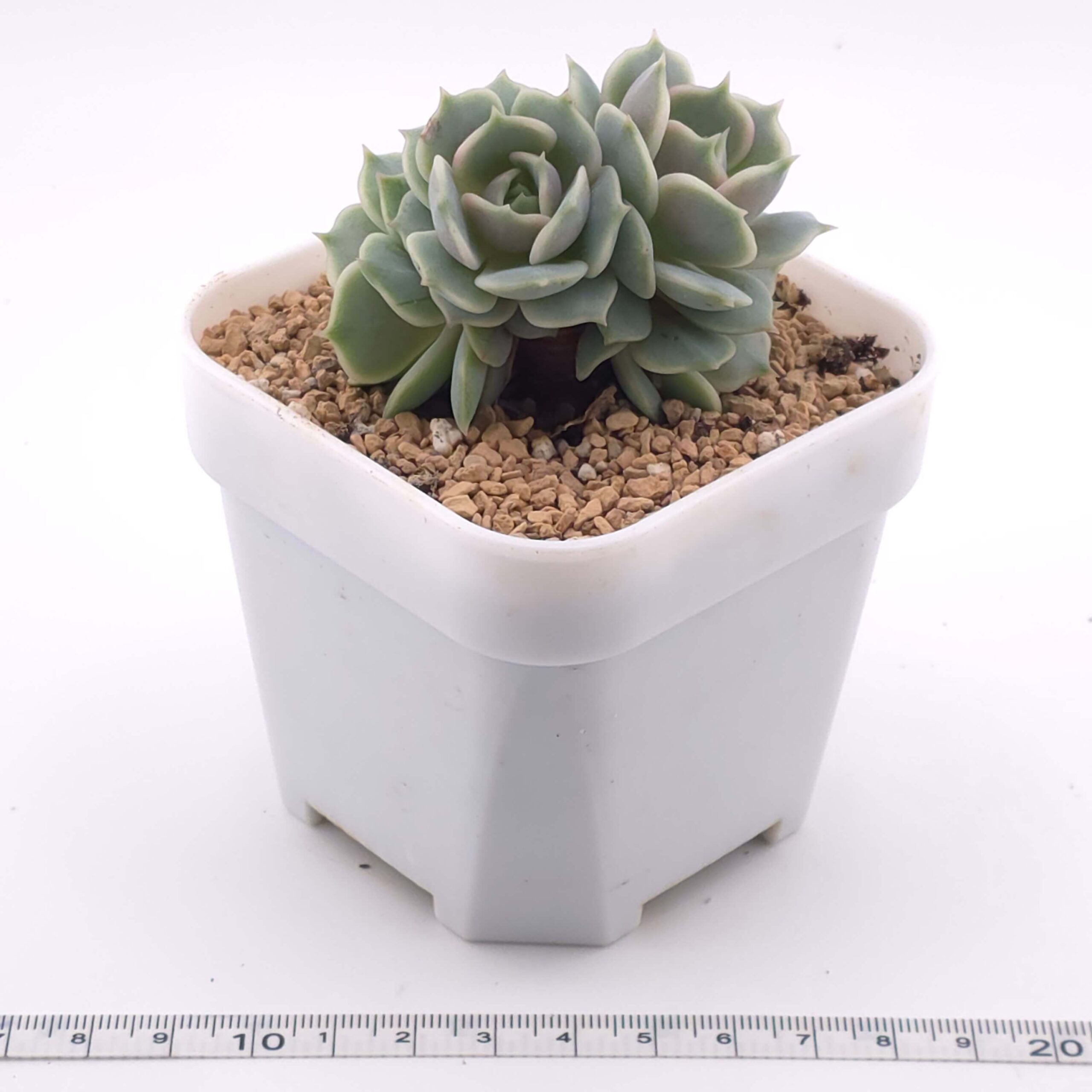Echeveria 'Lola' clustering | 露娜蓮群 thumbnail 2