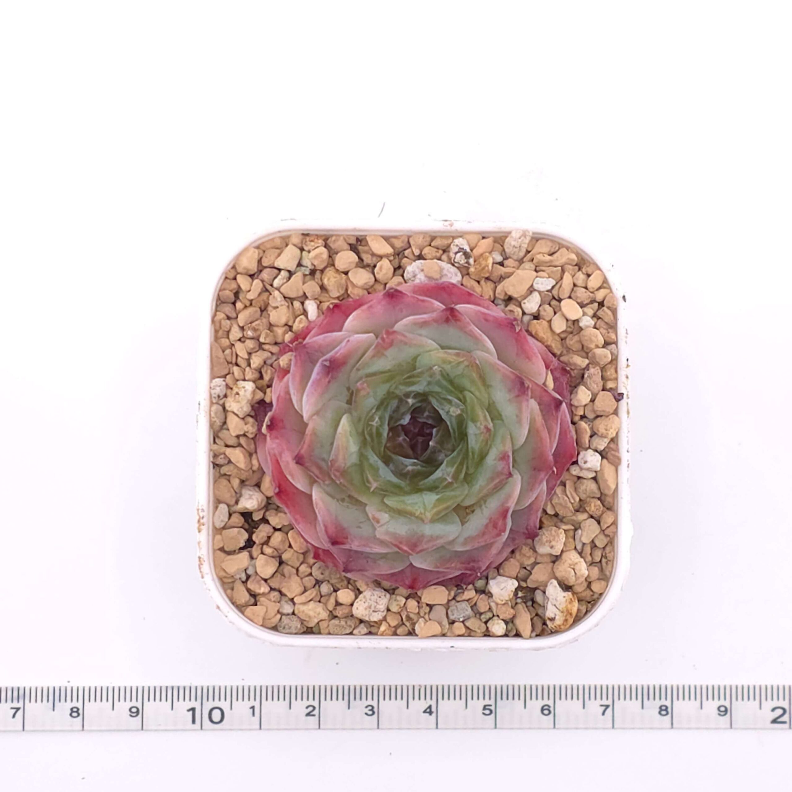 Echeveria 'Albi Fatima' | 阿爾比法蒂瑪 thumbnail 4