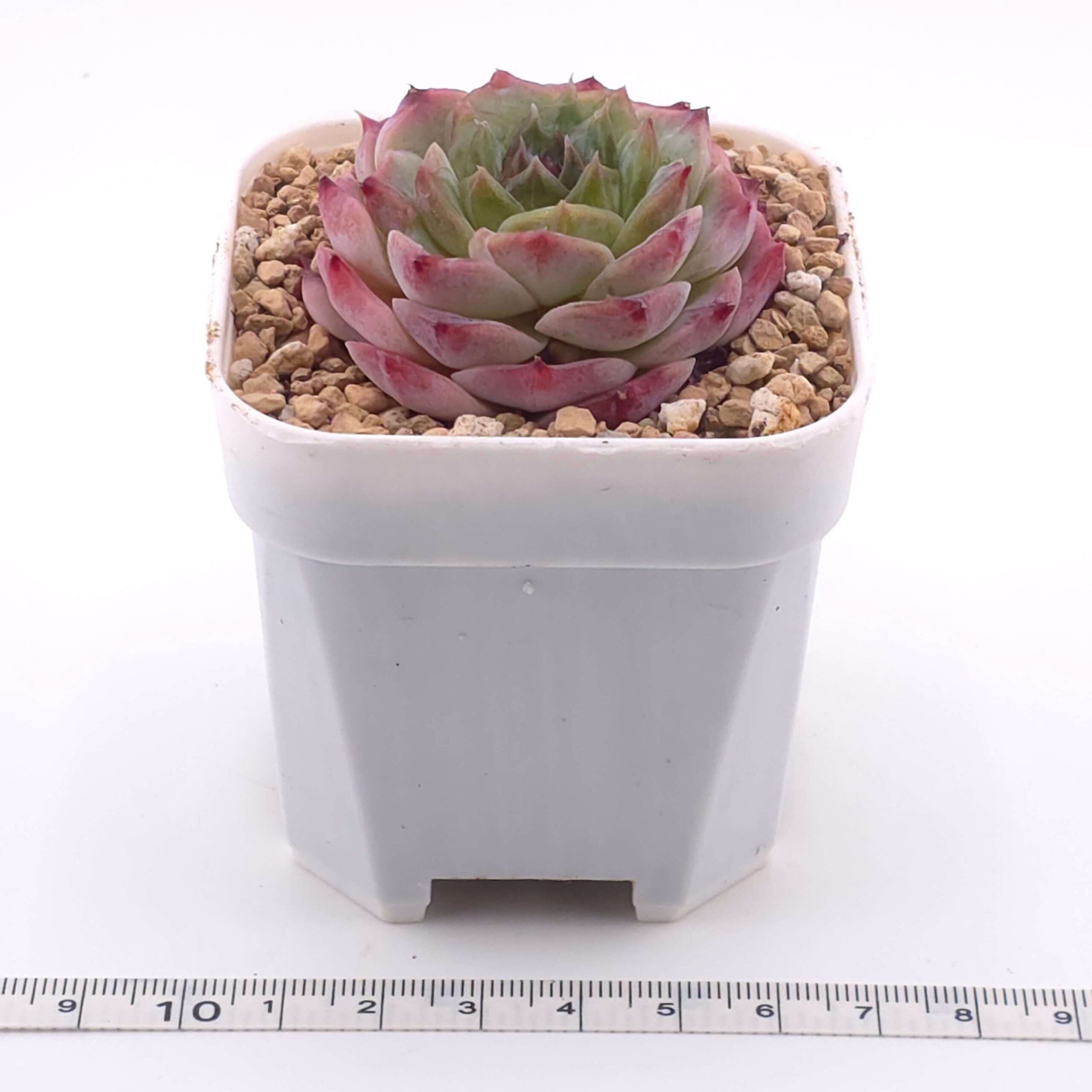 Echeveria 'Albi Fatima' | 阿爾比法蒂瑪 thumbnail 2