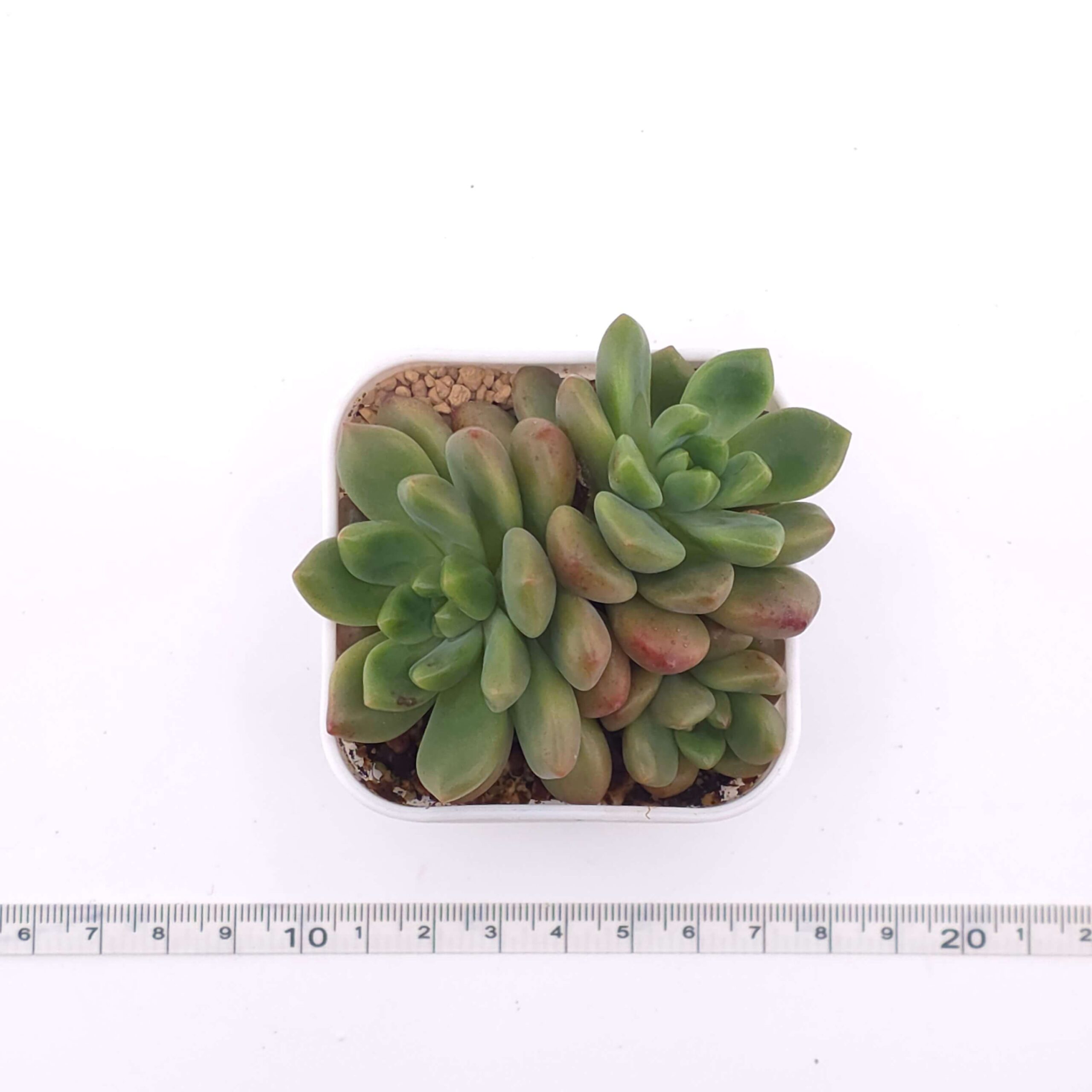 Sedeveria 'shangri-La' | 香格里拉 thumbnail 2