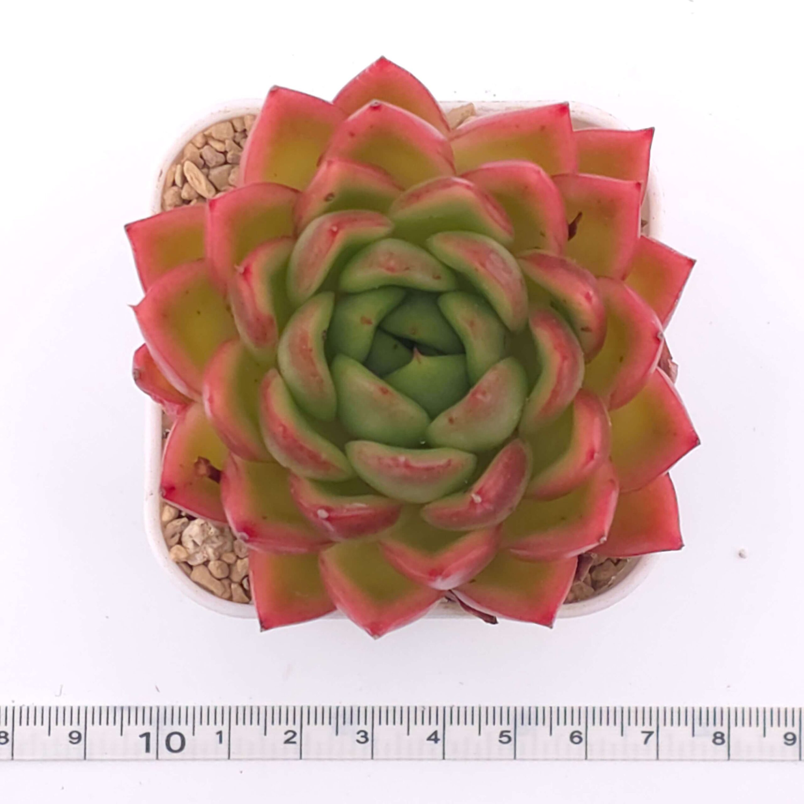Echeveria agavoides 'Red Edge' | 紅邊冬雲 thumbnail 4