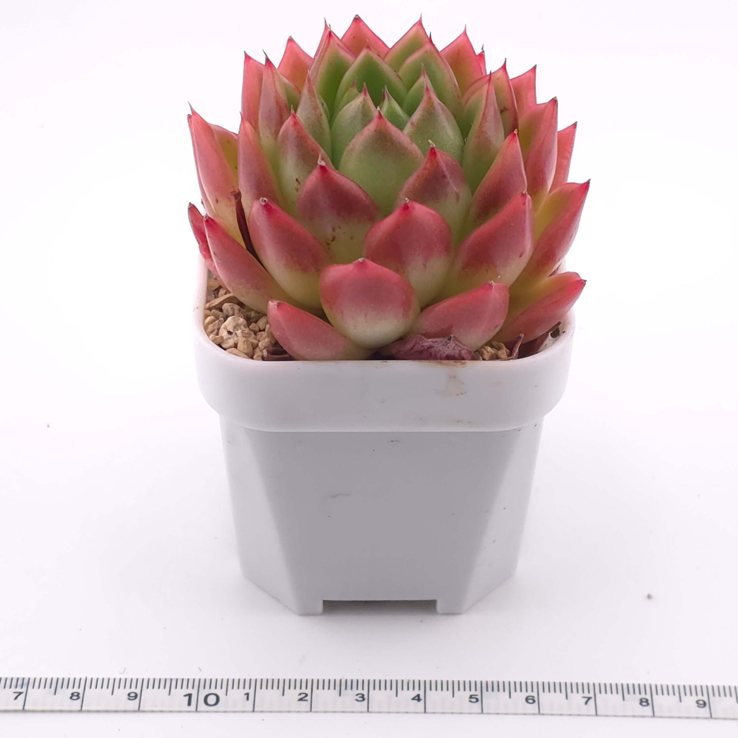 Echeveria agavoides 'Red Edge' | 紅邊冬雲 thumbnail 2
